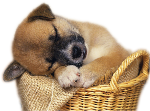 Cute puppies hotsell in a basket