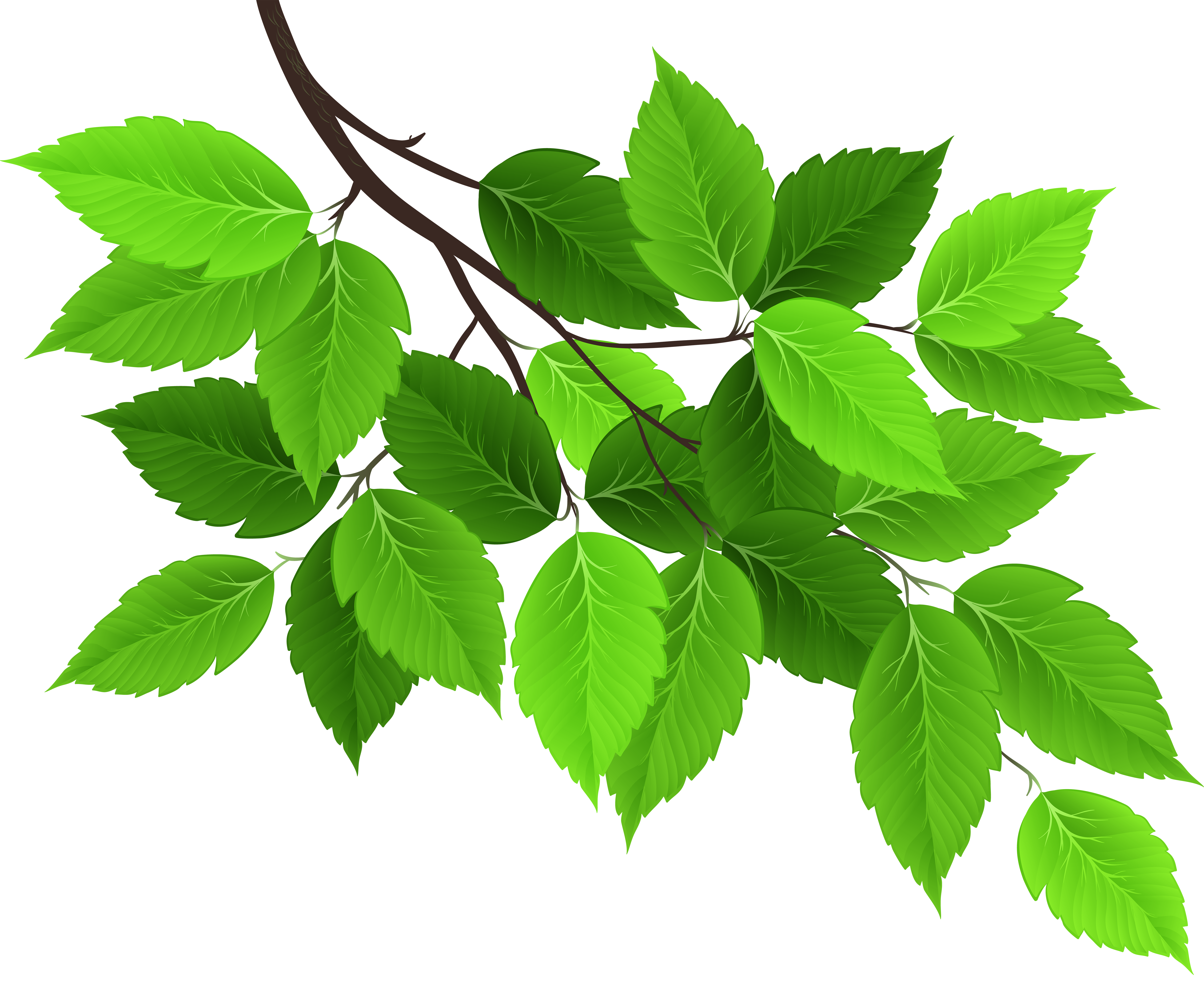 Branch With Green Leaves Png Clip Art Image Gallery Yopriceville High Quality Images And Transparent Png Free Clipart