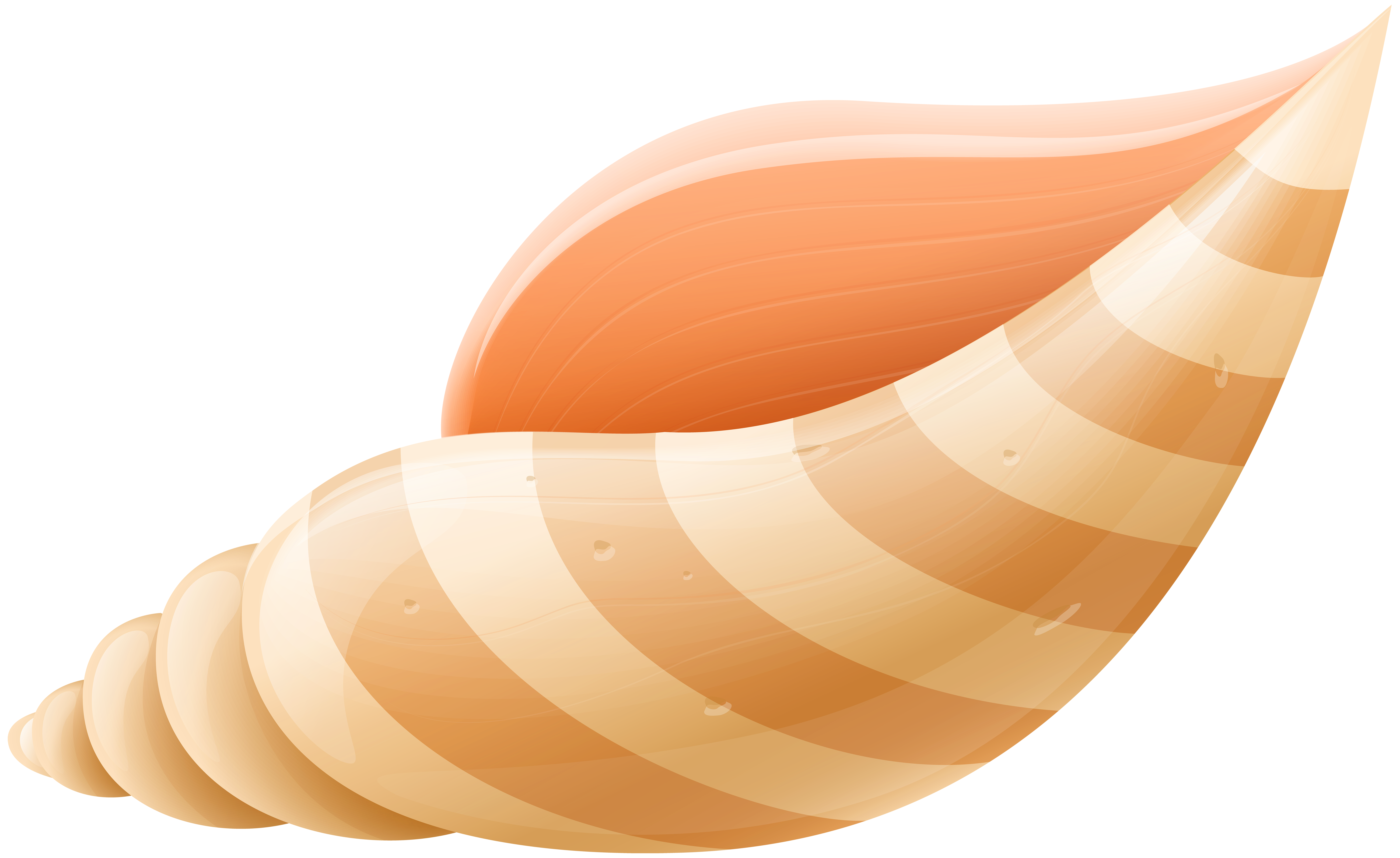 seashell cartoon images