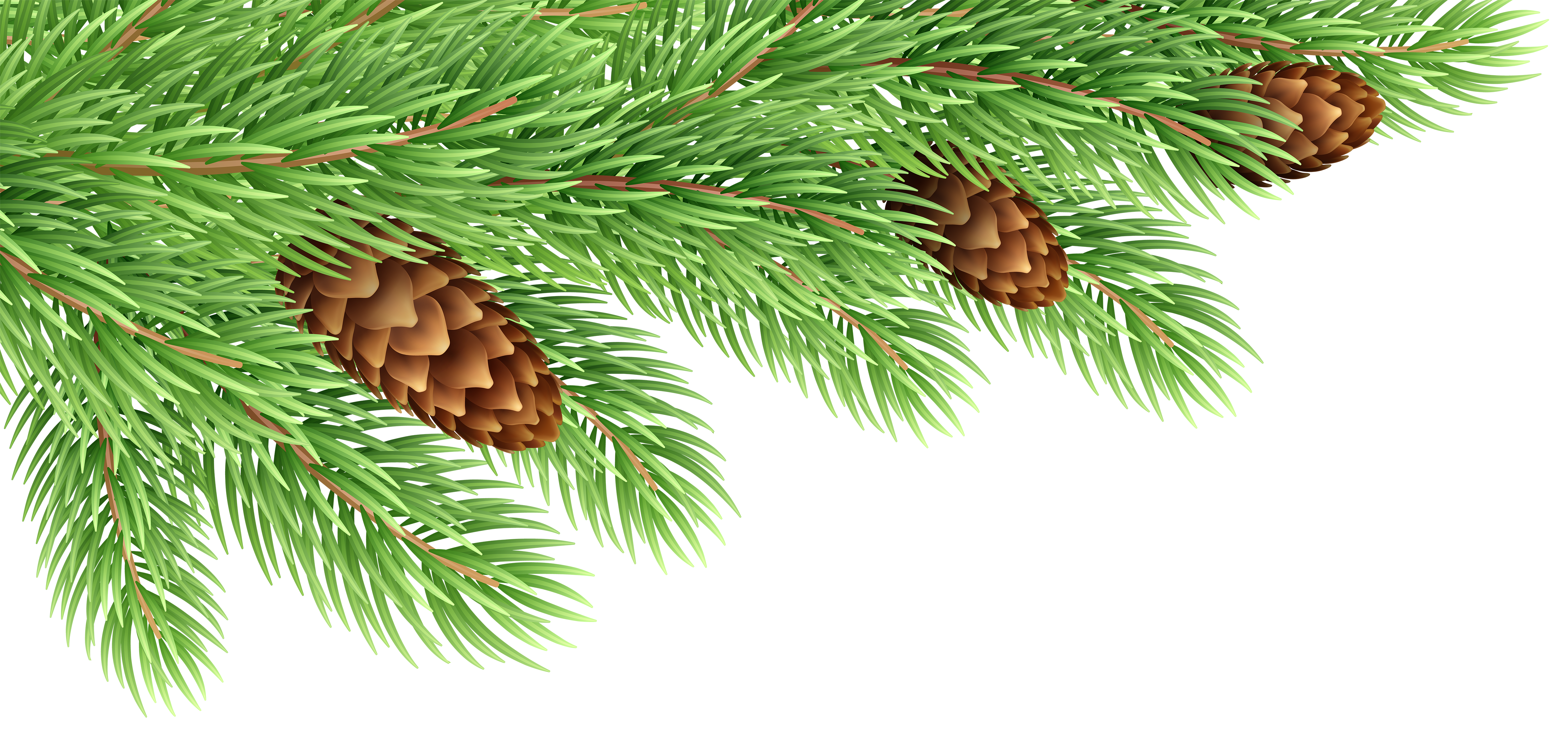 Pine Branches Decor Transparent Clip Art​