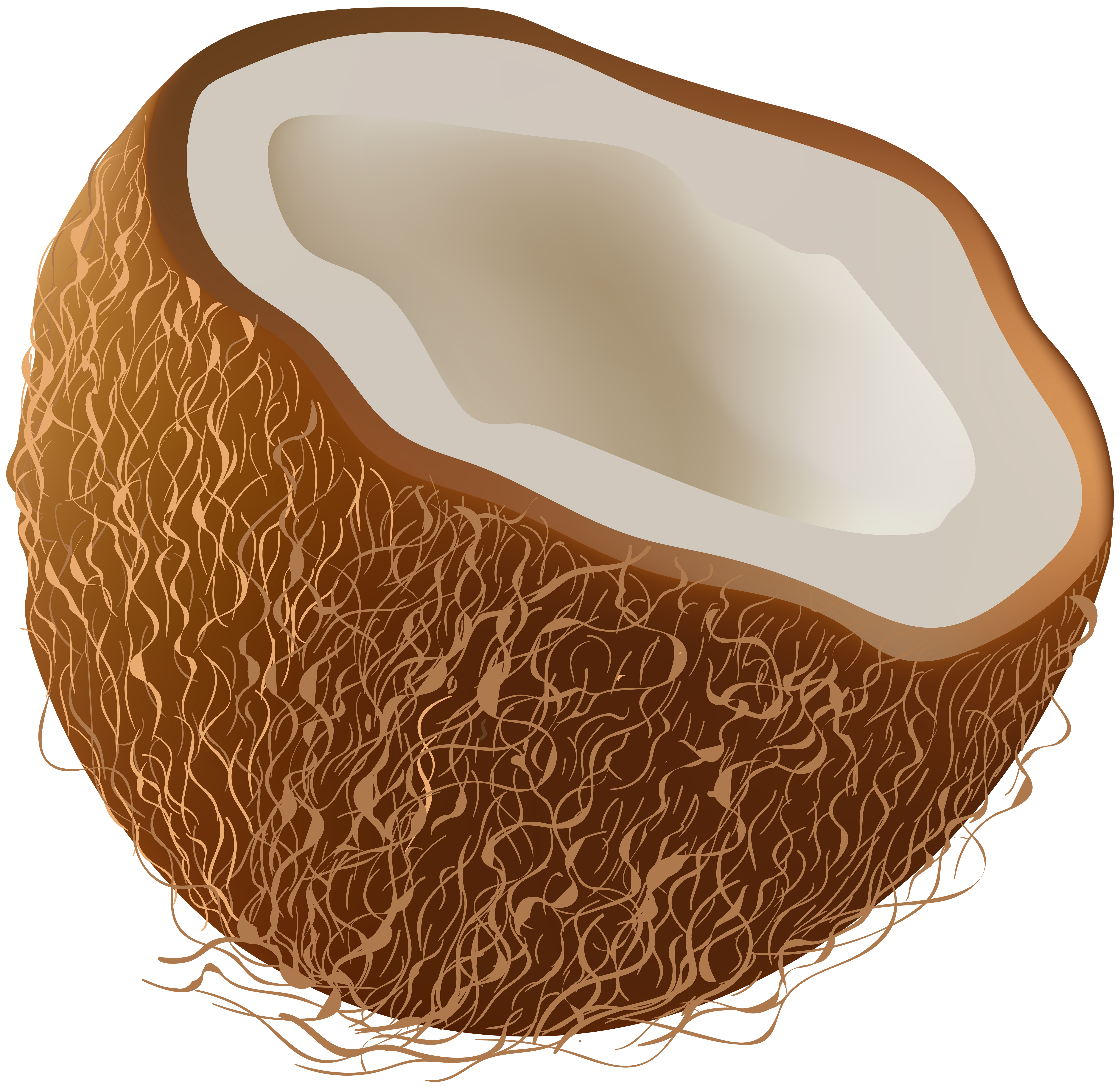 coconut fruit clip art