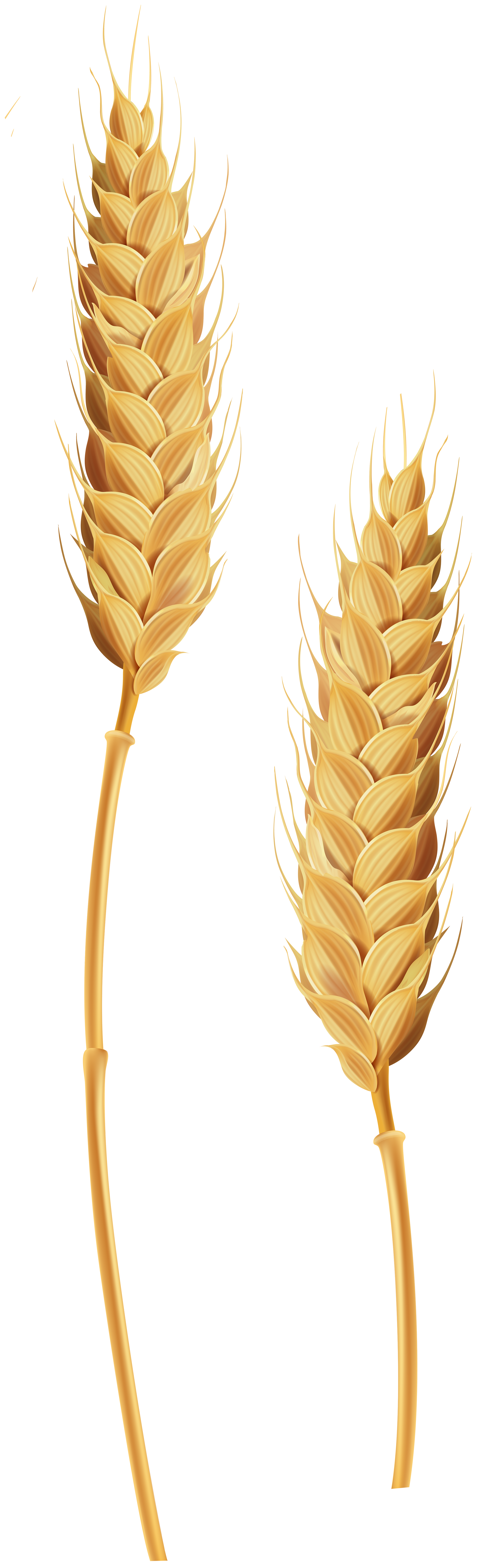 single wheat stalk clipart