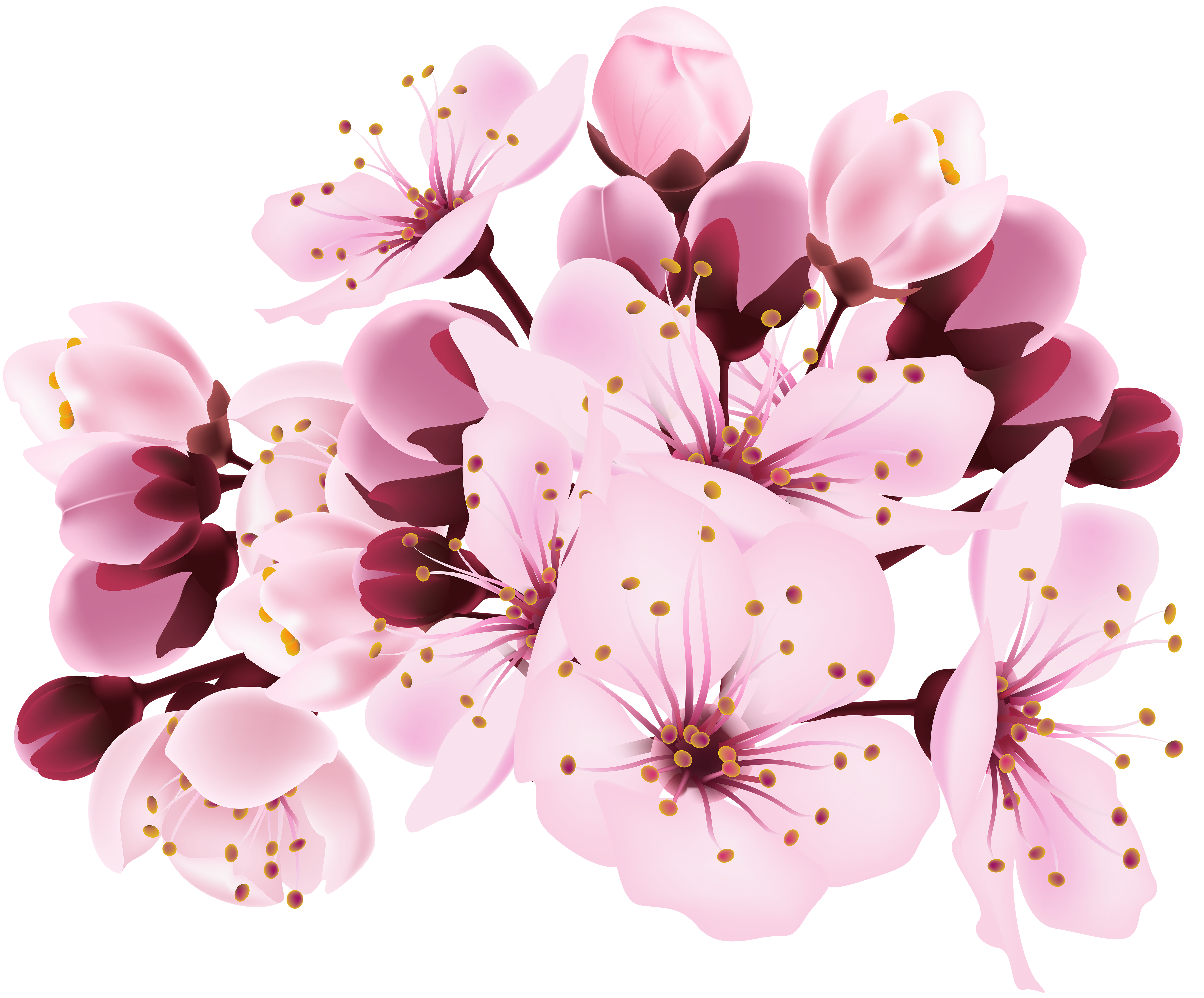 cherry blossom flower png