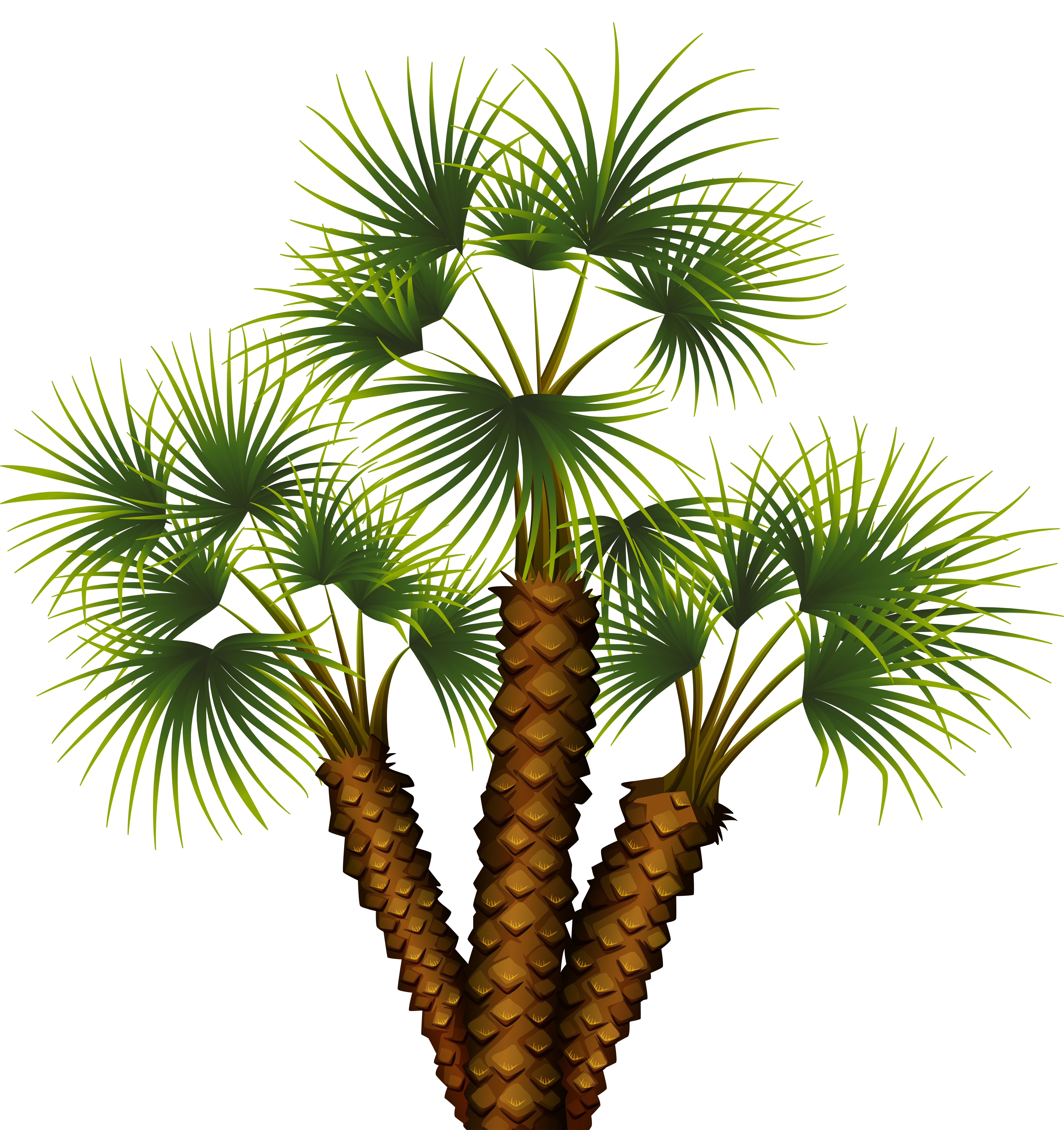 palm tree top view png