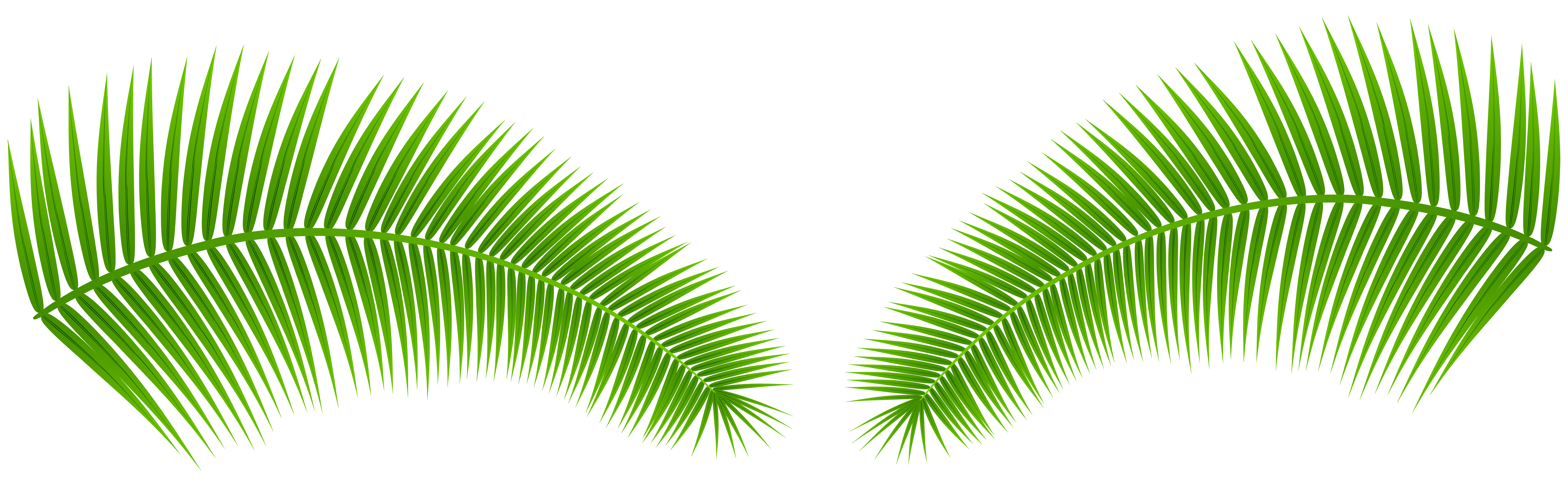 palm tree leaves png