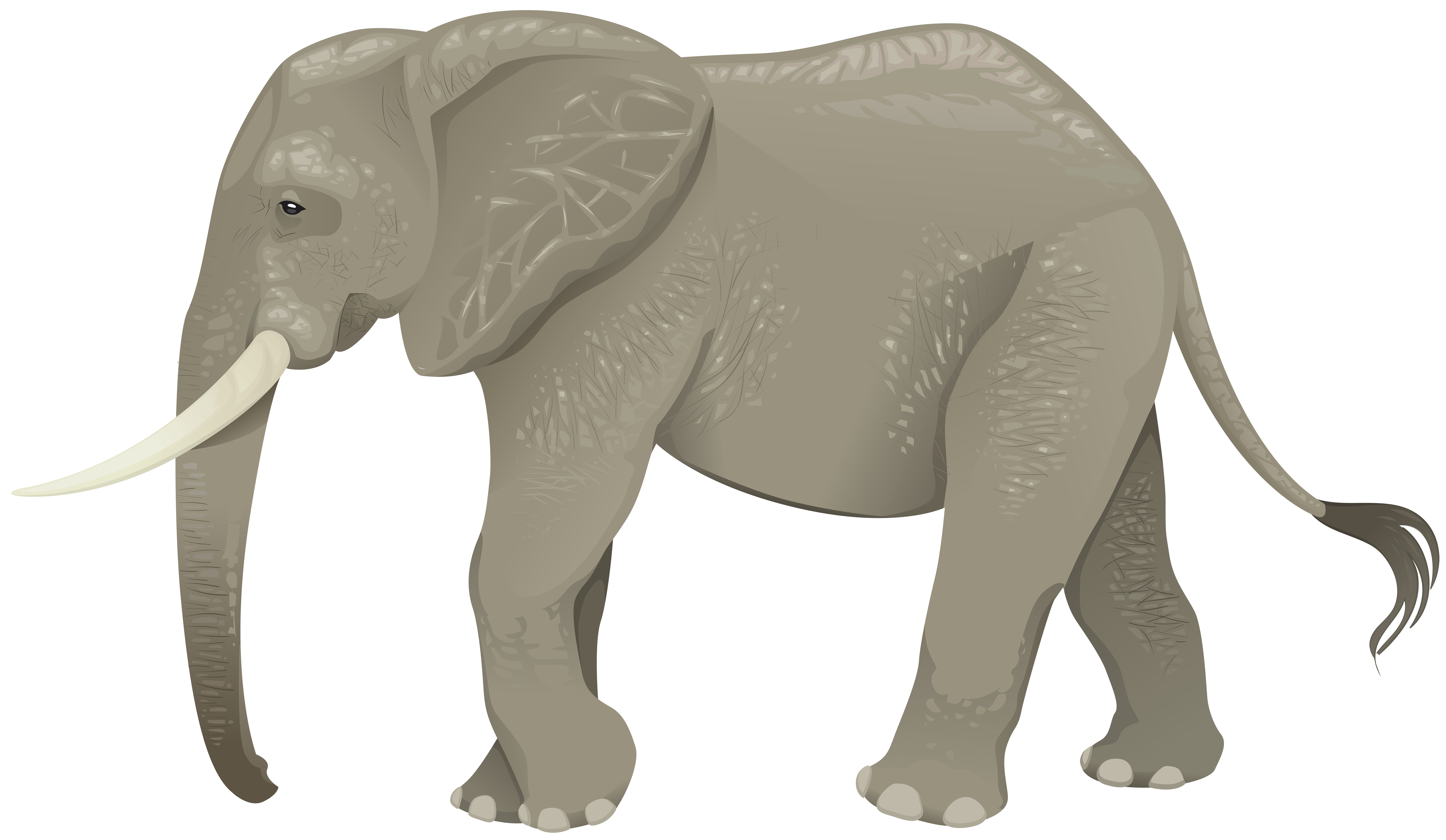 elephant gallery clipart