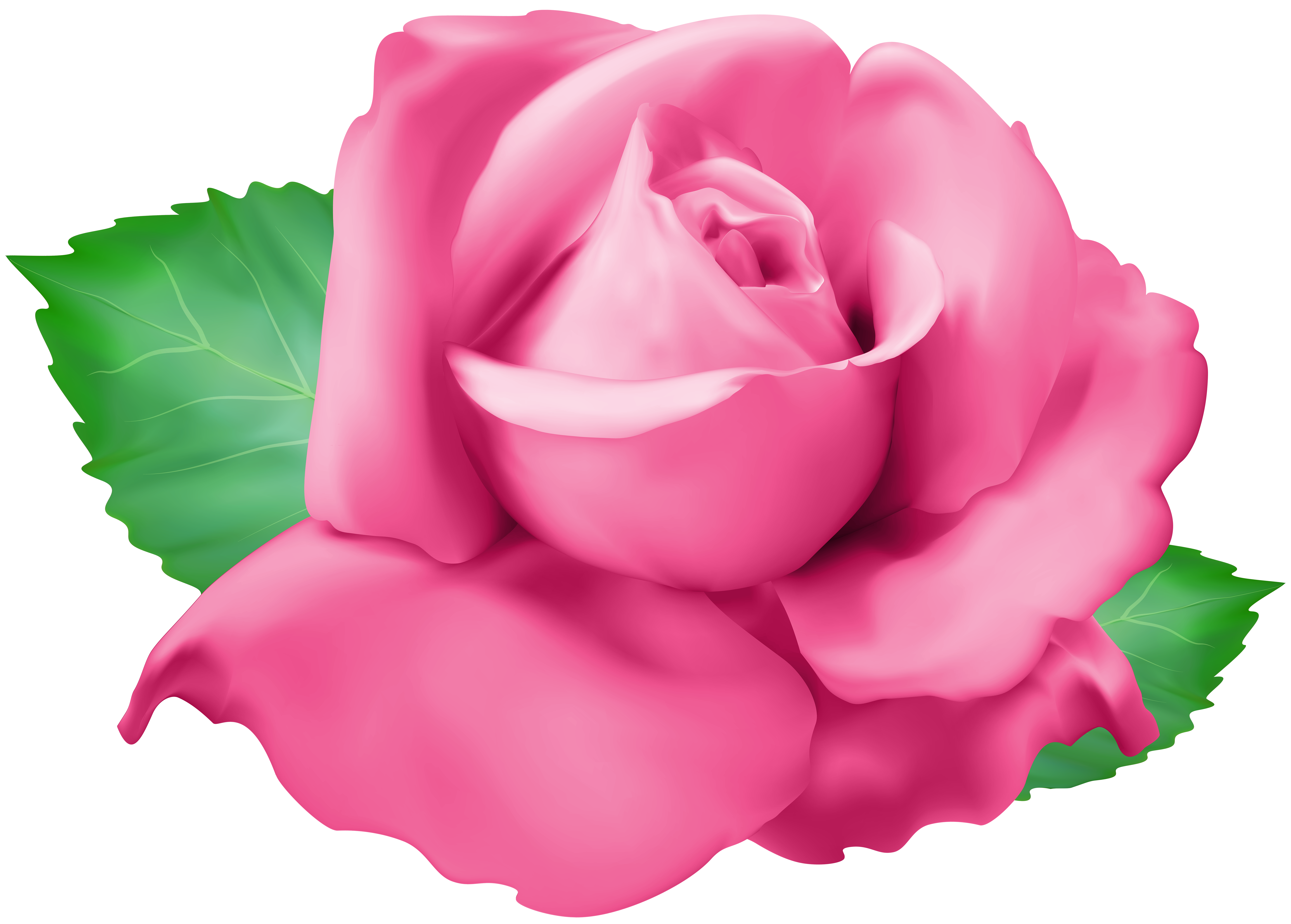 pink tea rose clipart with transparent