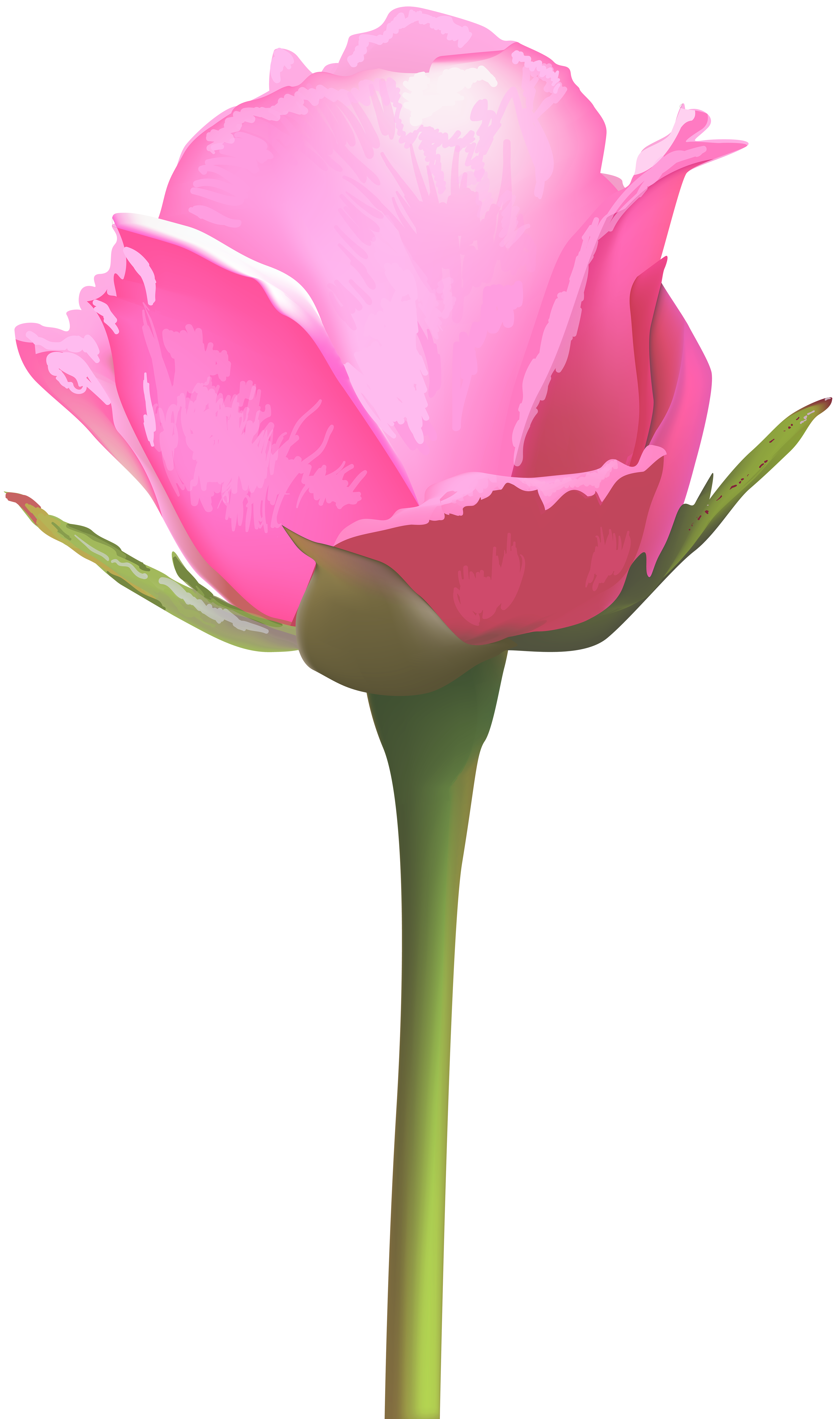 single rose clip art