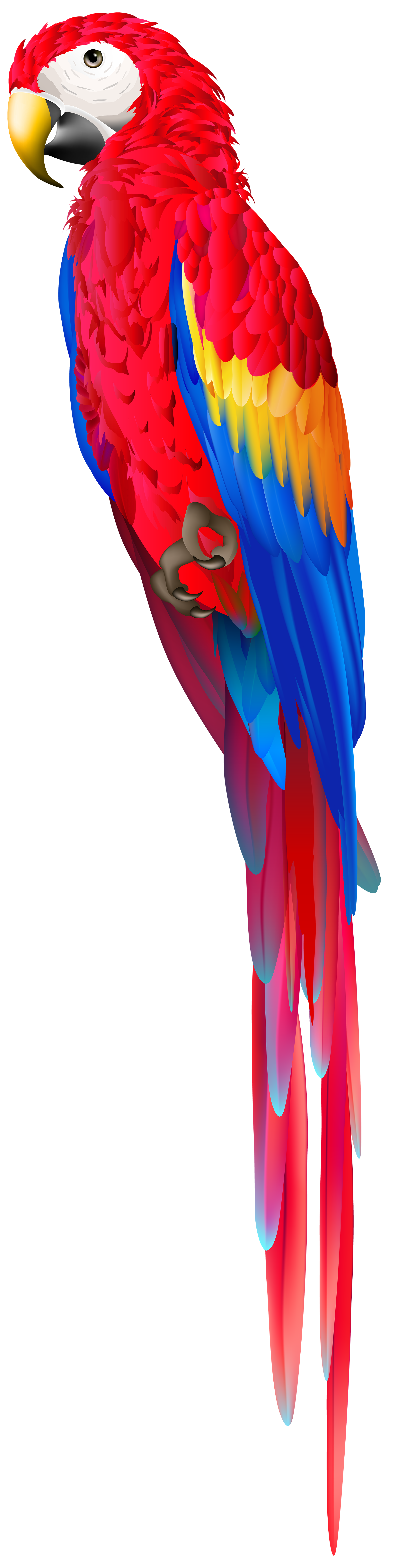 parrot clipart png