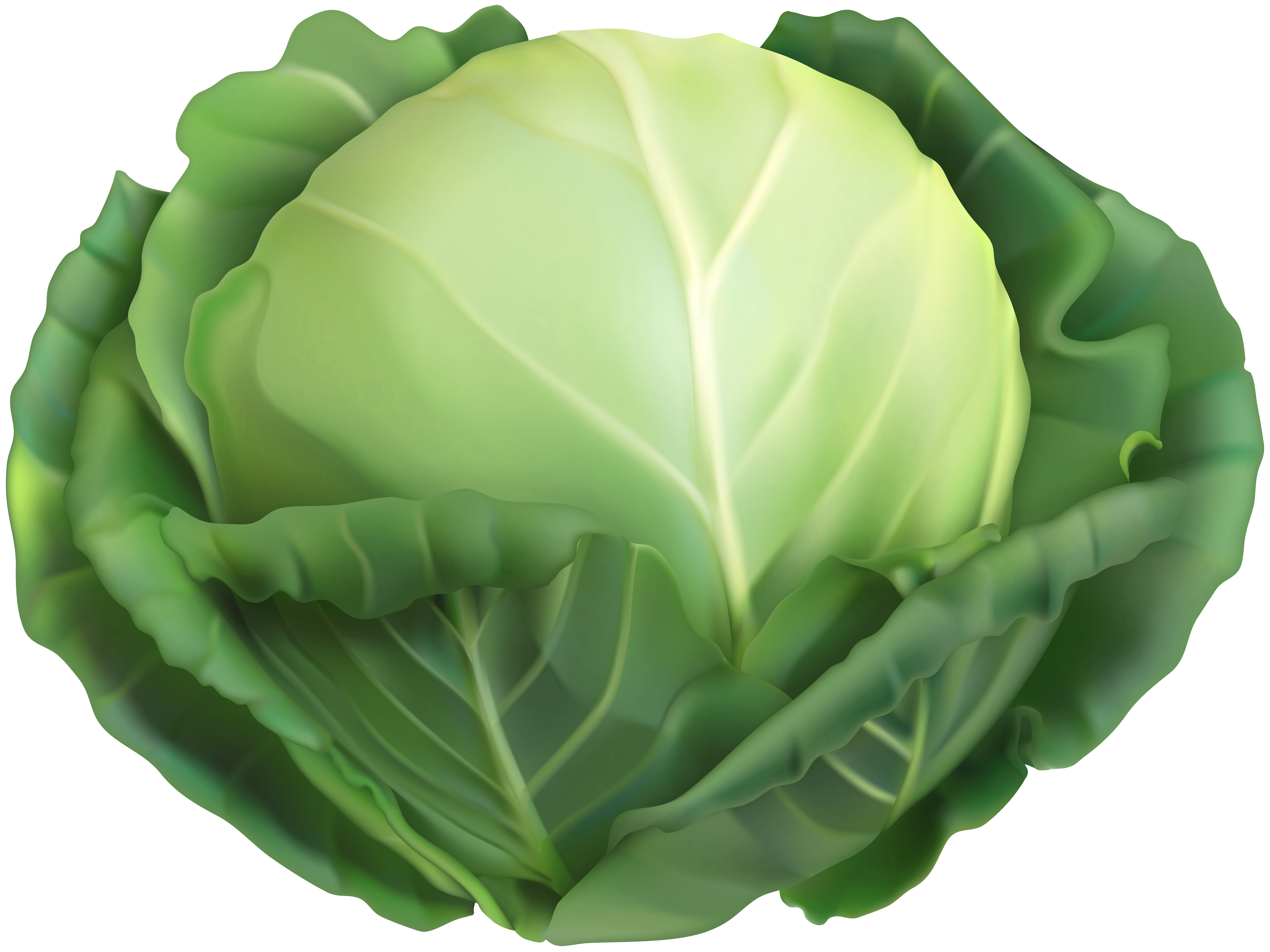 cabbage png