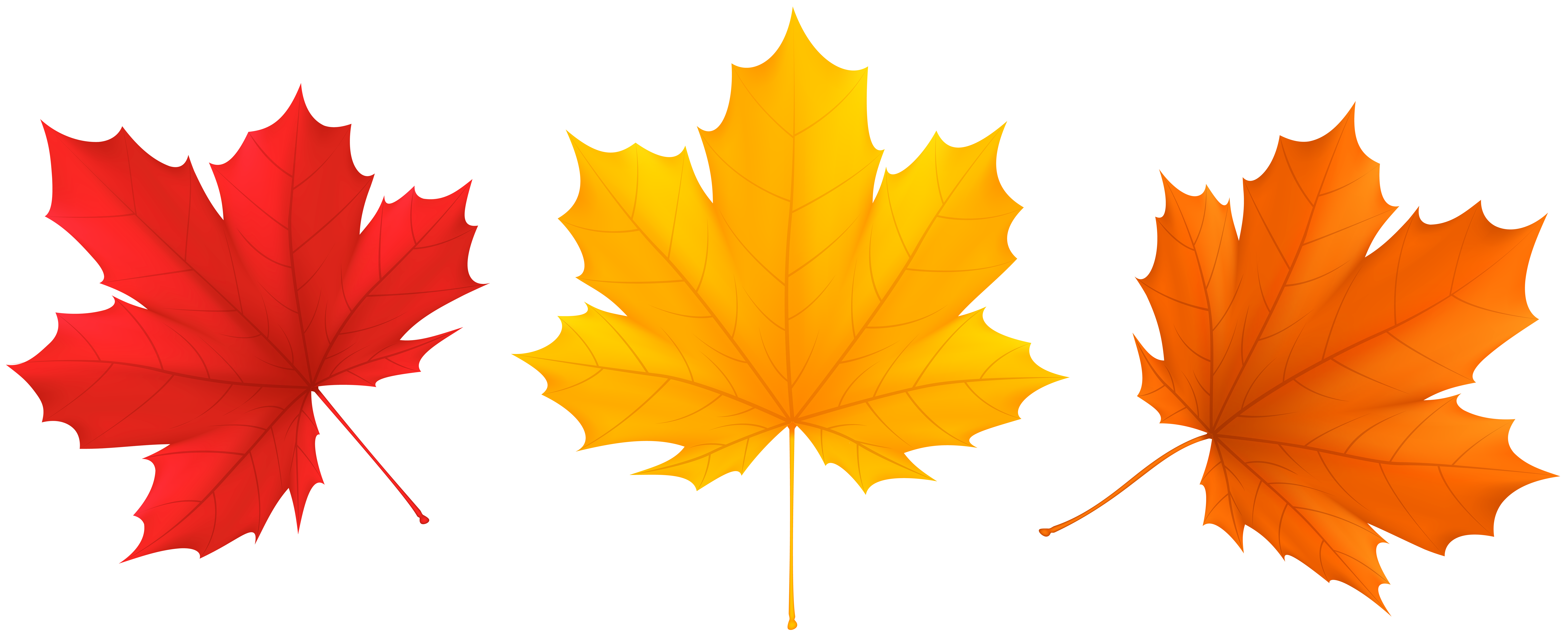 fall leaf clipart no background