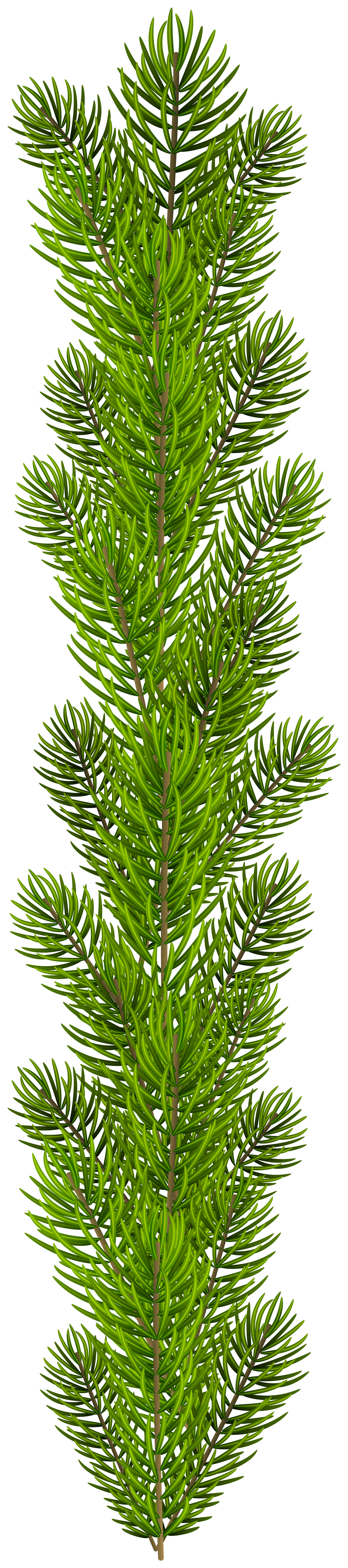 Pine Branches PNG Clipart​  Gallery Yopriceville - High-Quality Free  Images and Transparent PNG Clipart