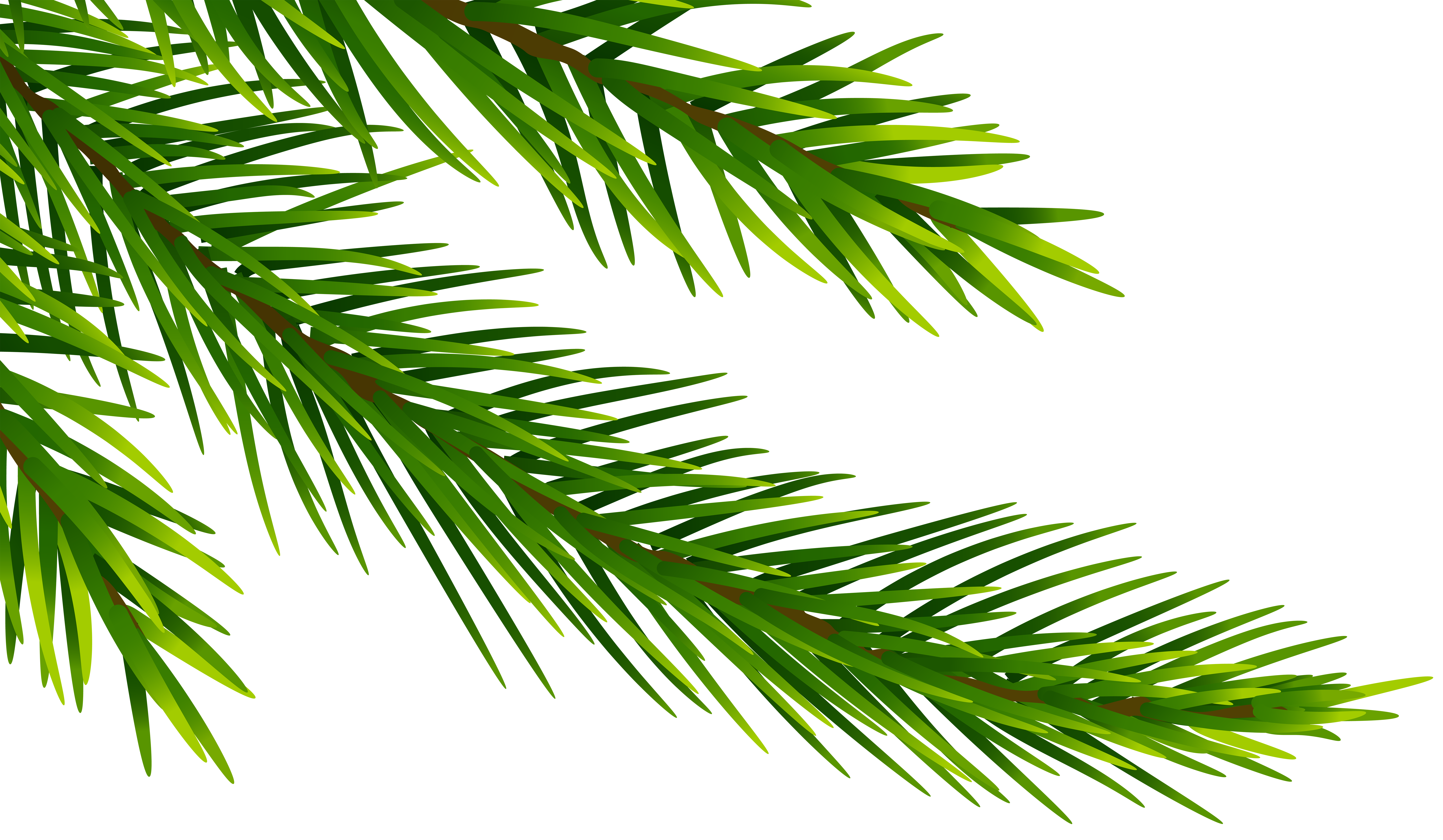 Pine Branches Top PNG Clipart​  Gallery Yopriceville - High-Quality Free  Images and Transparent PNG Clipart