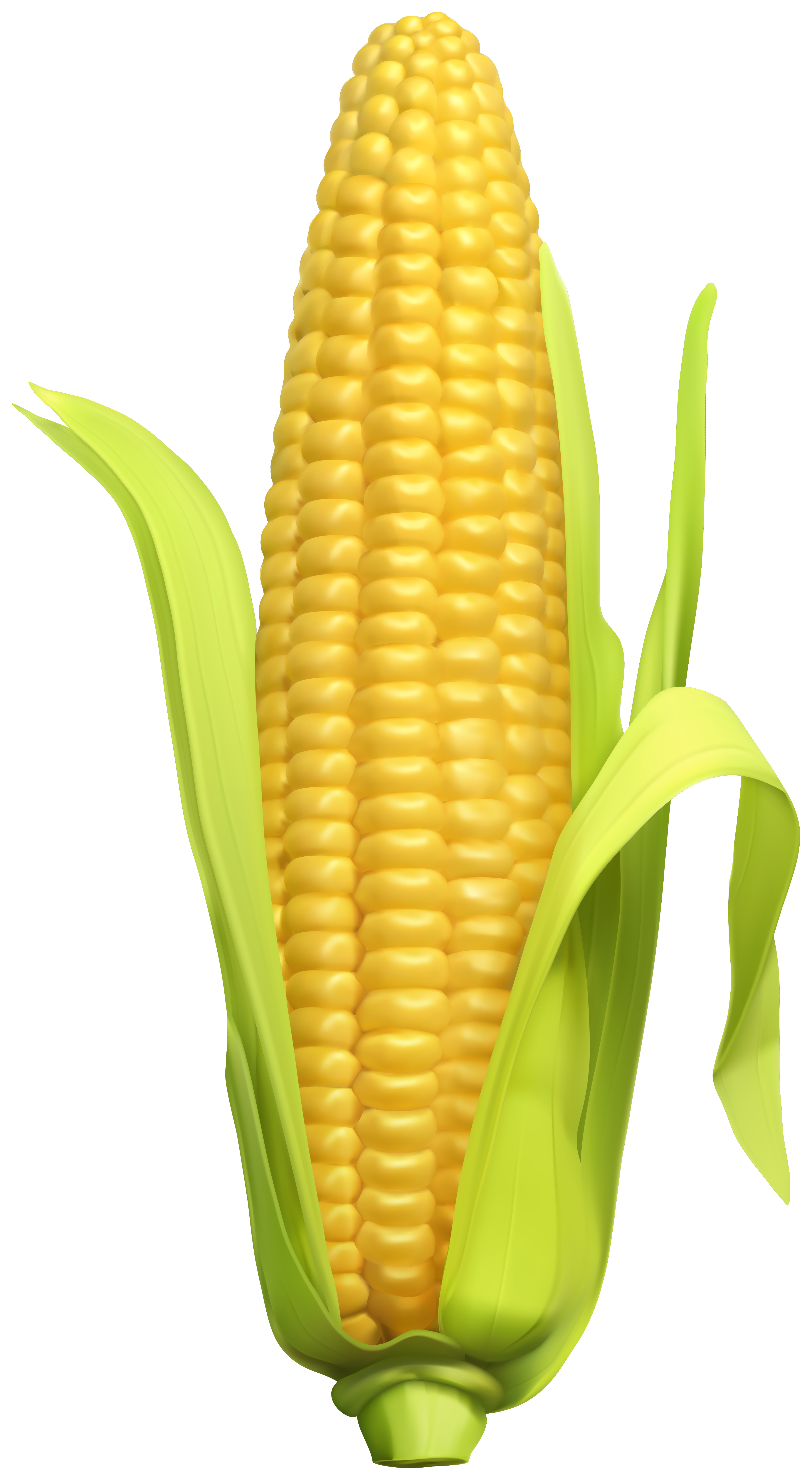 Corn Clip Art Image​ | Gallery Yopriceville - High-Quality Free Images and  Transparent PNG Clipart