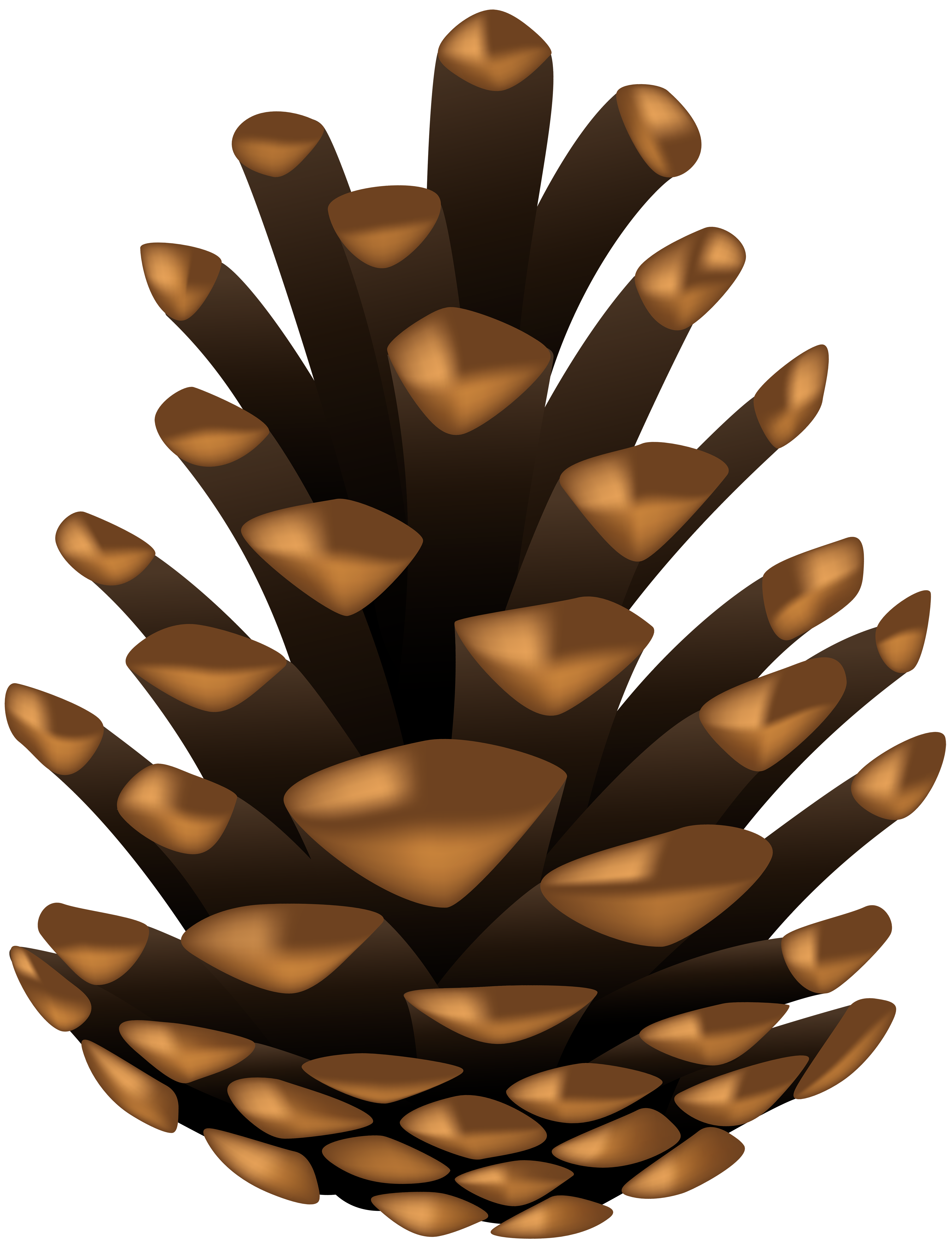 pine cone clipart