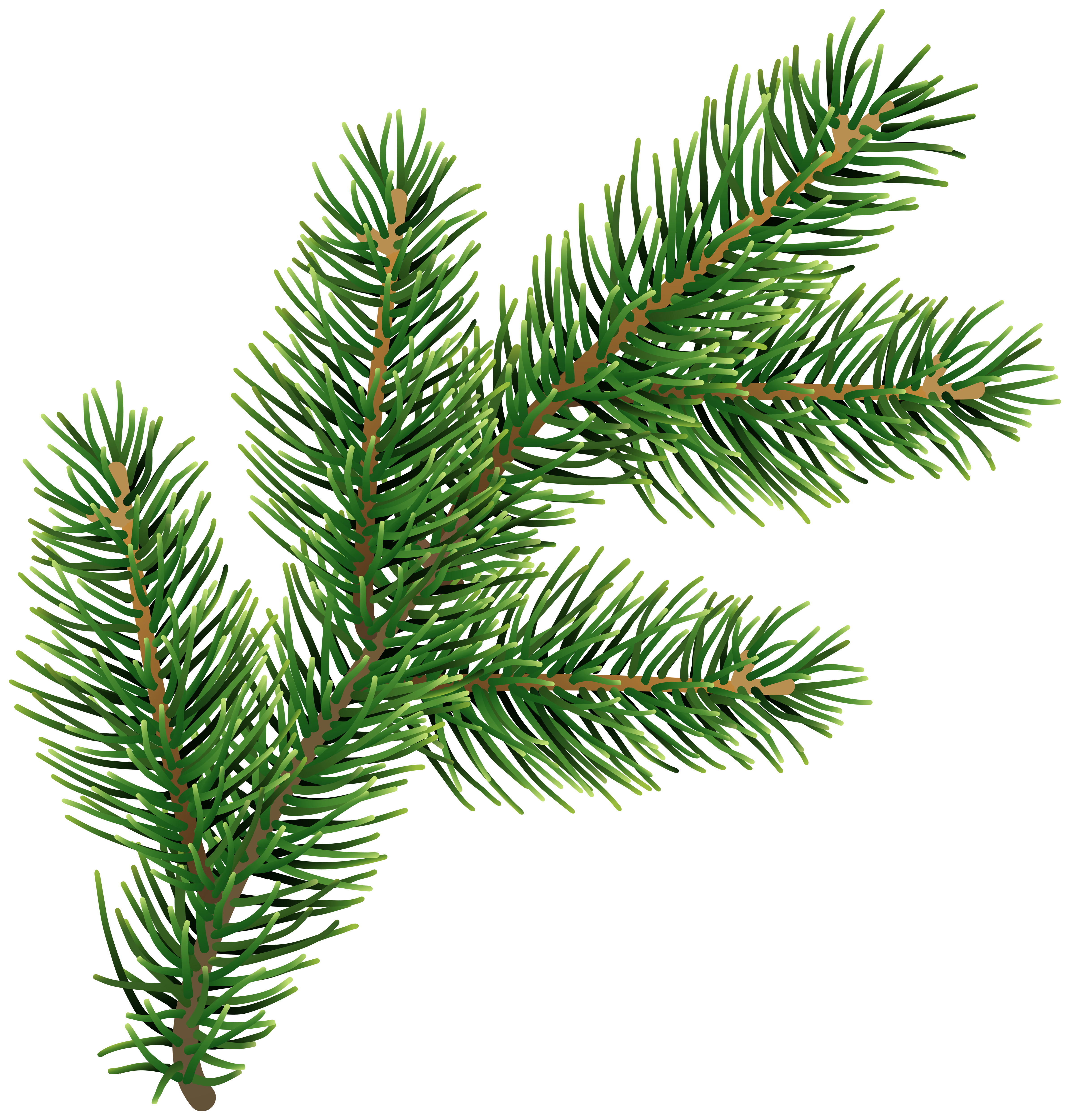 Pine Branches PNG Clipart​  Gallery Yopriceville - High-Quality