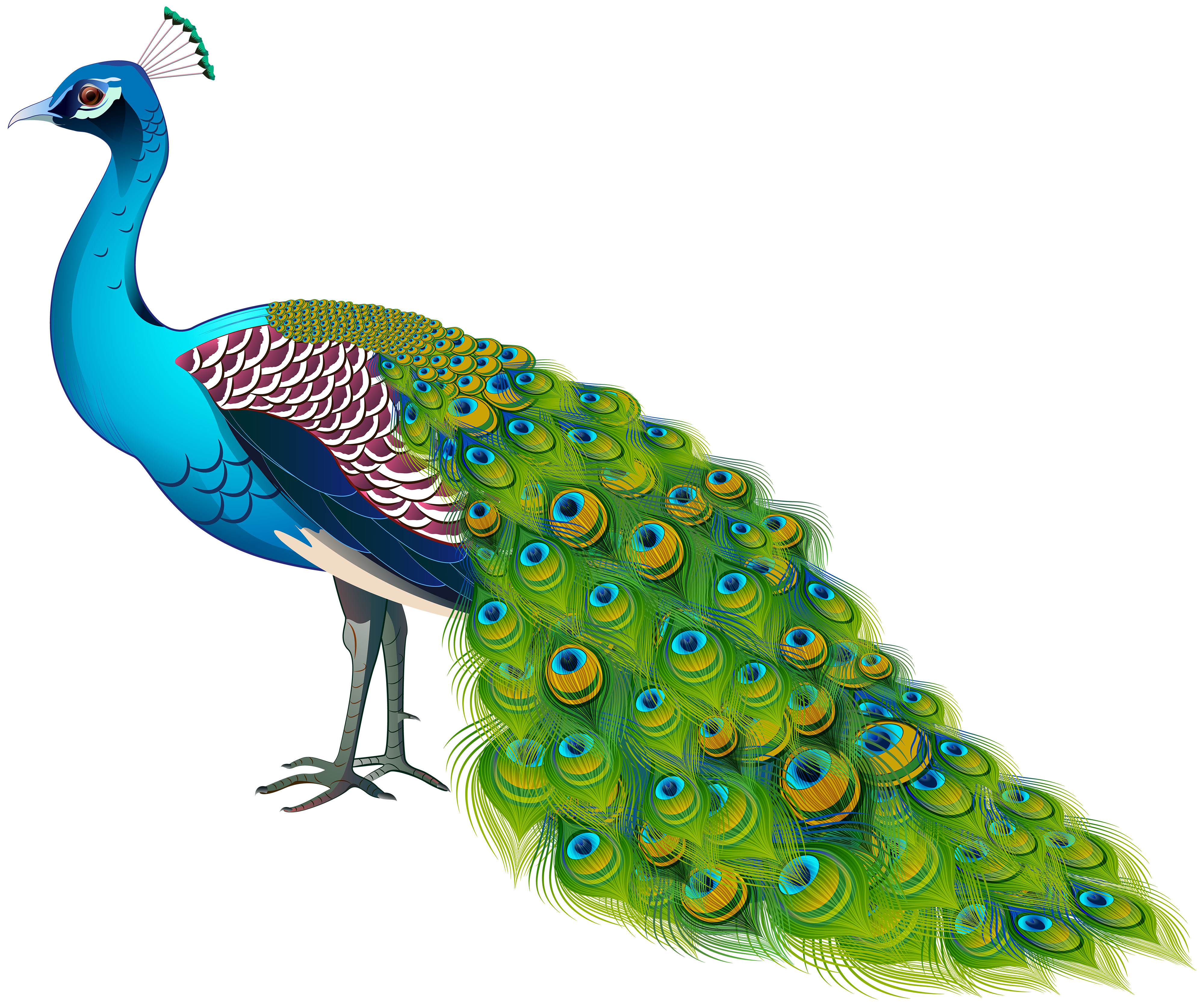 Peacock Transparent Image​ | Gallery Yopriceville - High-Quality Free  Images and Transparent PNG Clipart
