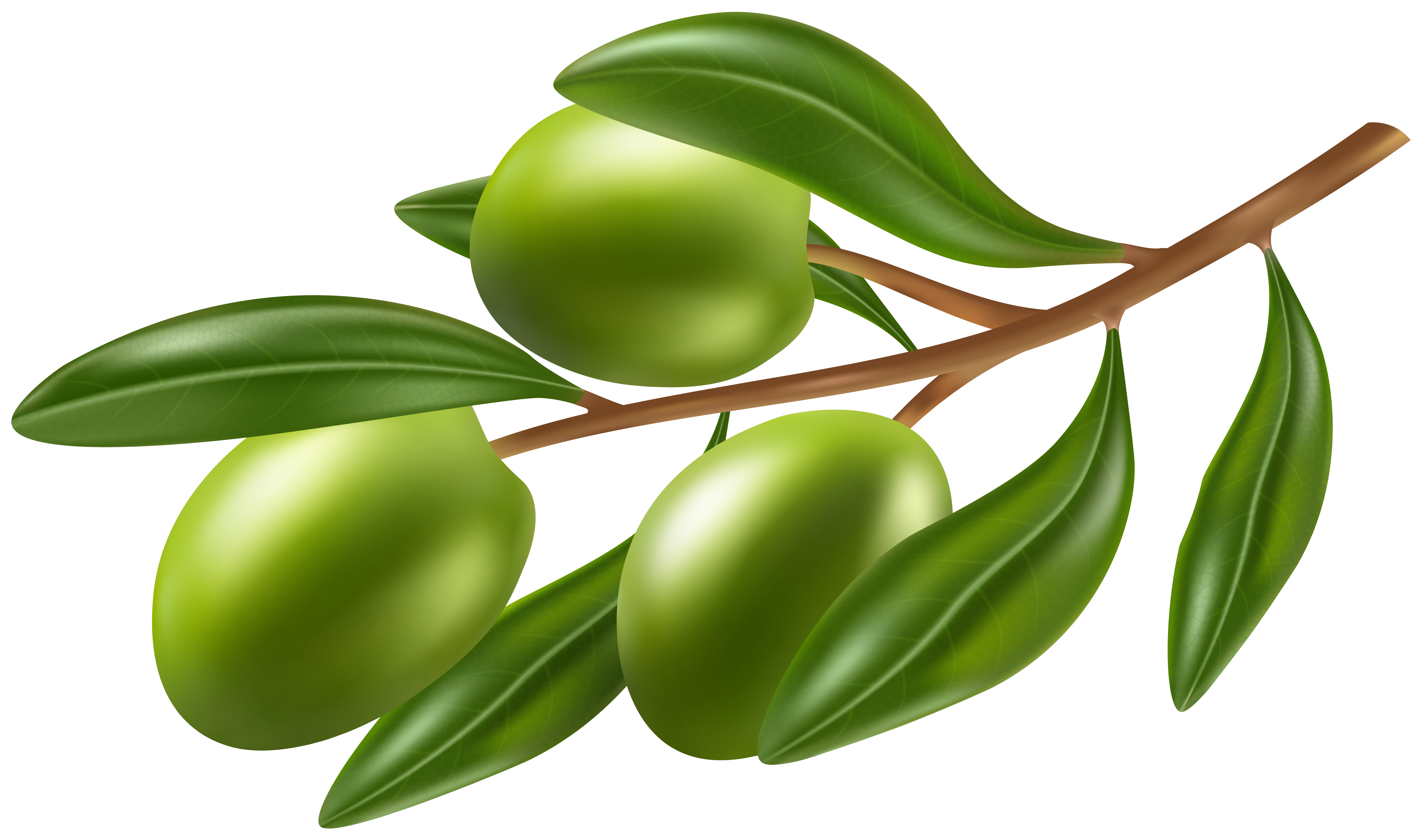 Branch with Olives PNG Clipart Image​