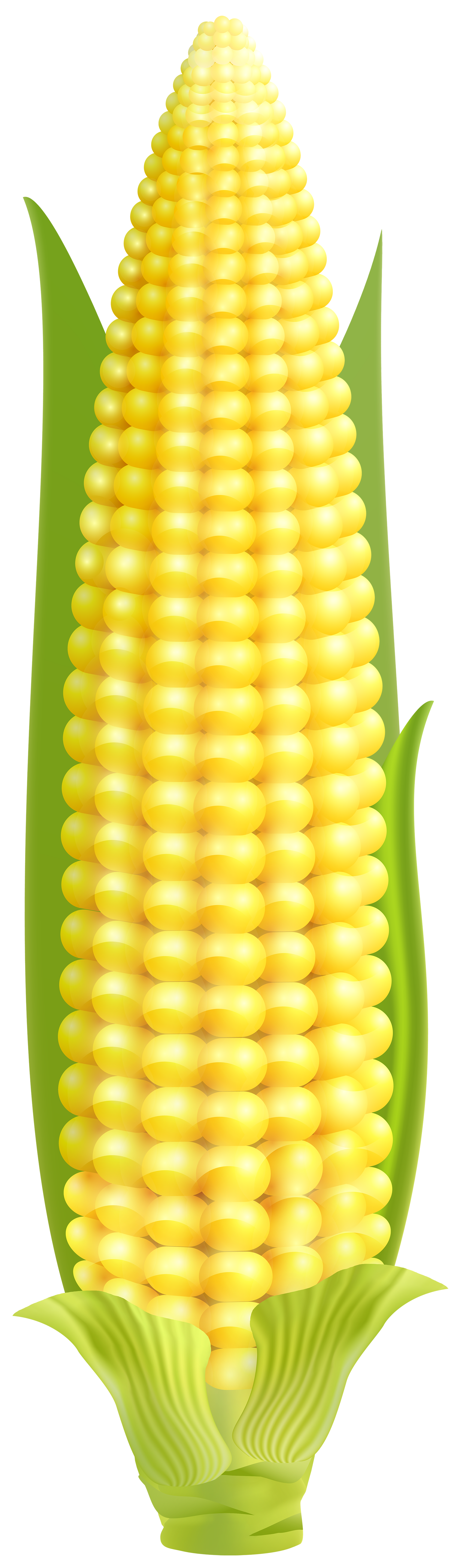 corn png