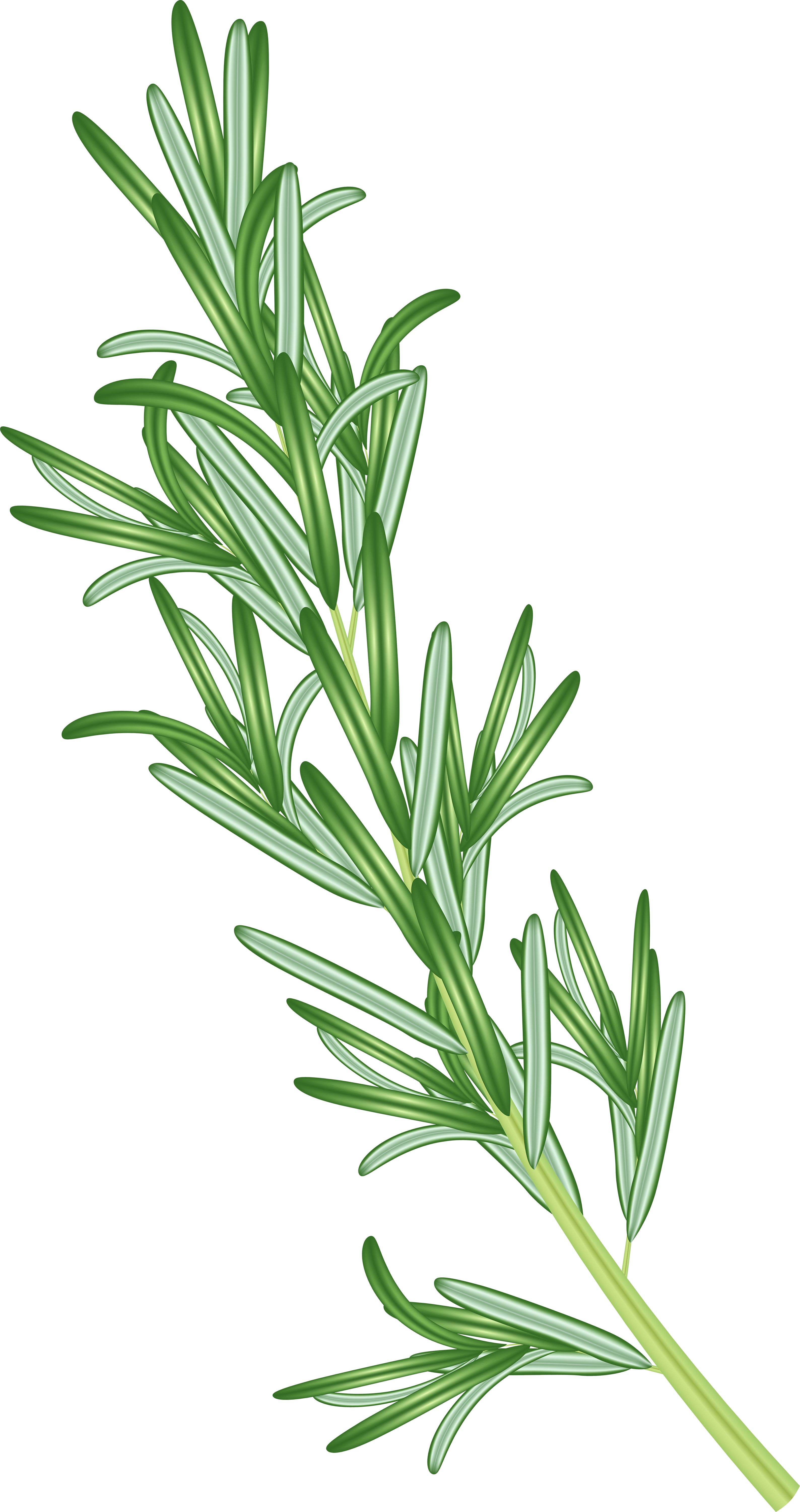 rosemary flower clipart