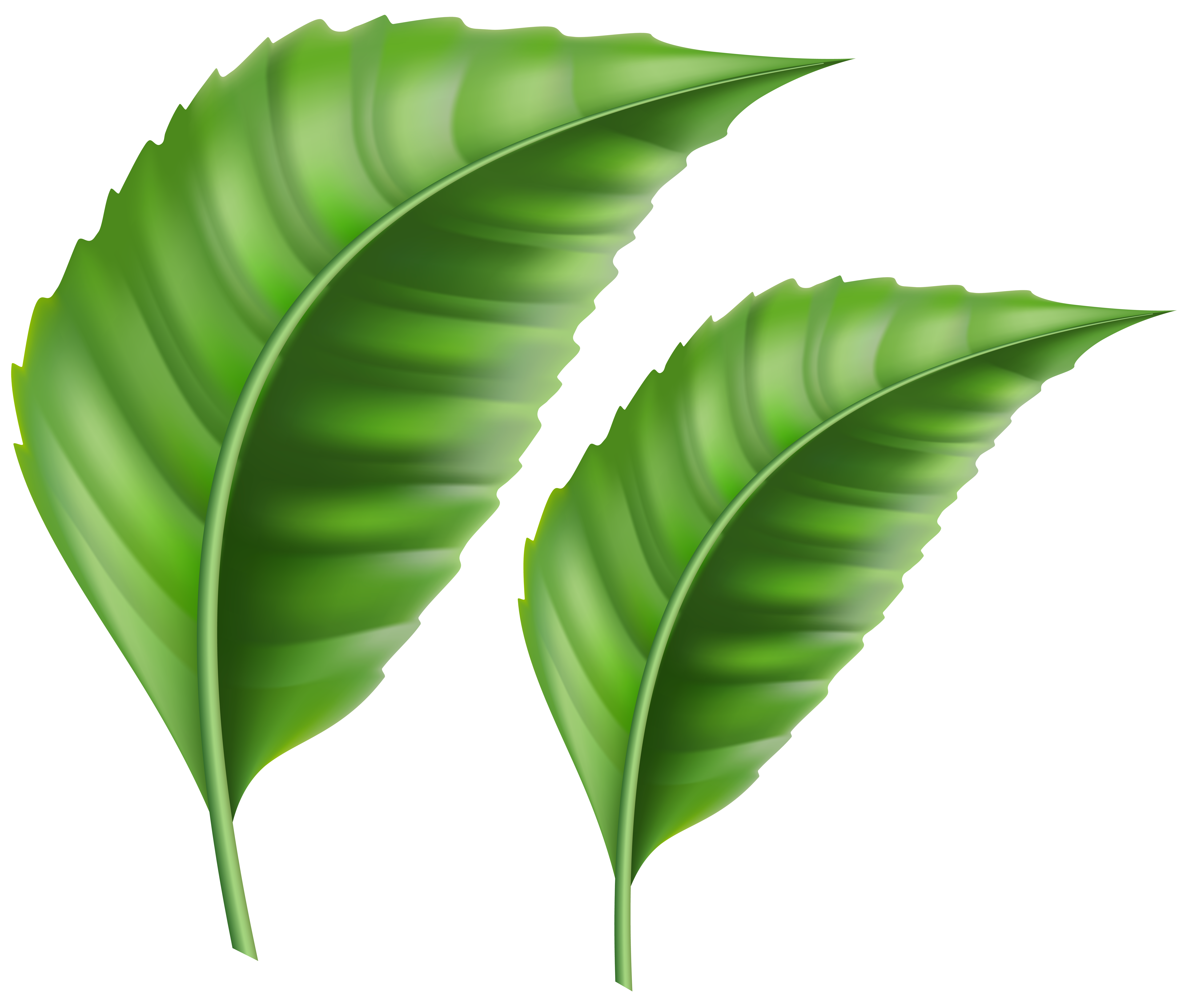 Green Leaves Decoration PNG Transparent Clipart​
