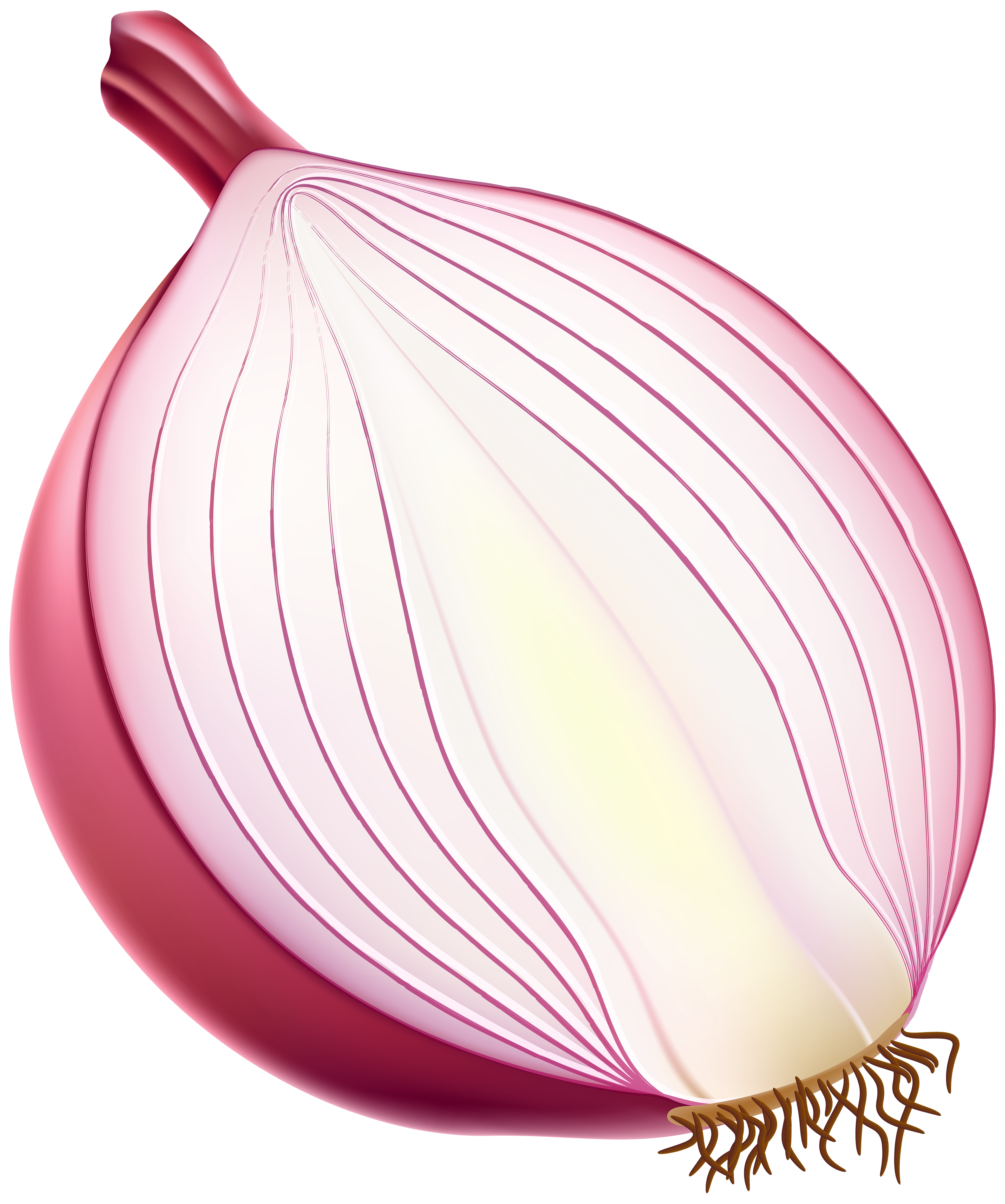 onion clipart