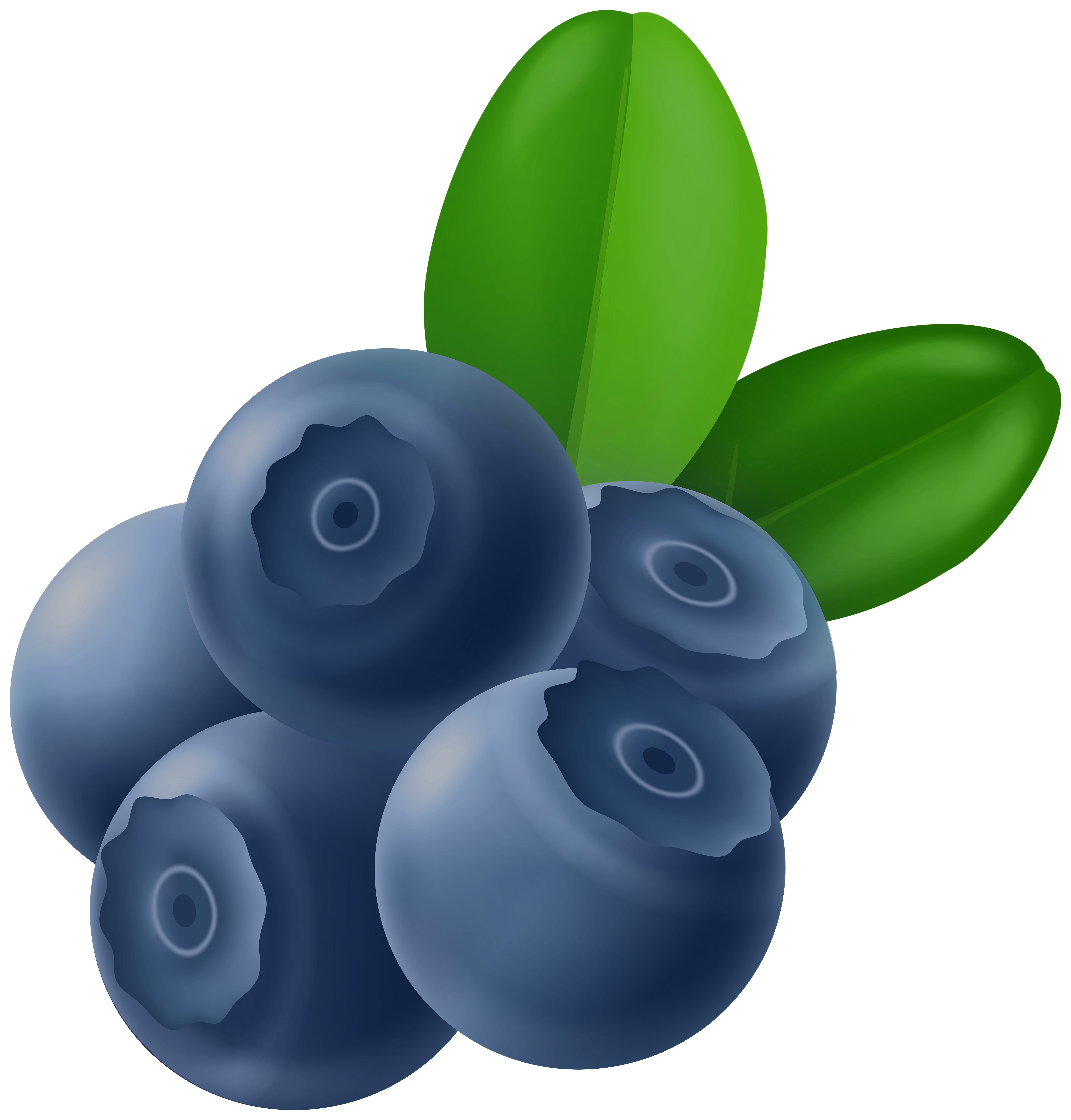 blueberries clipart