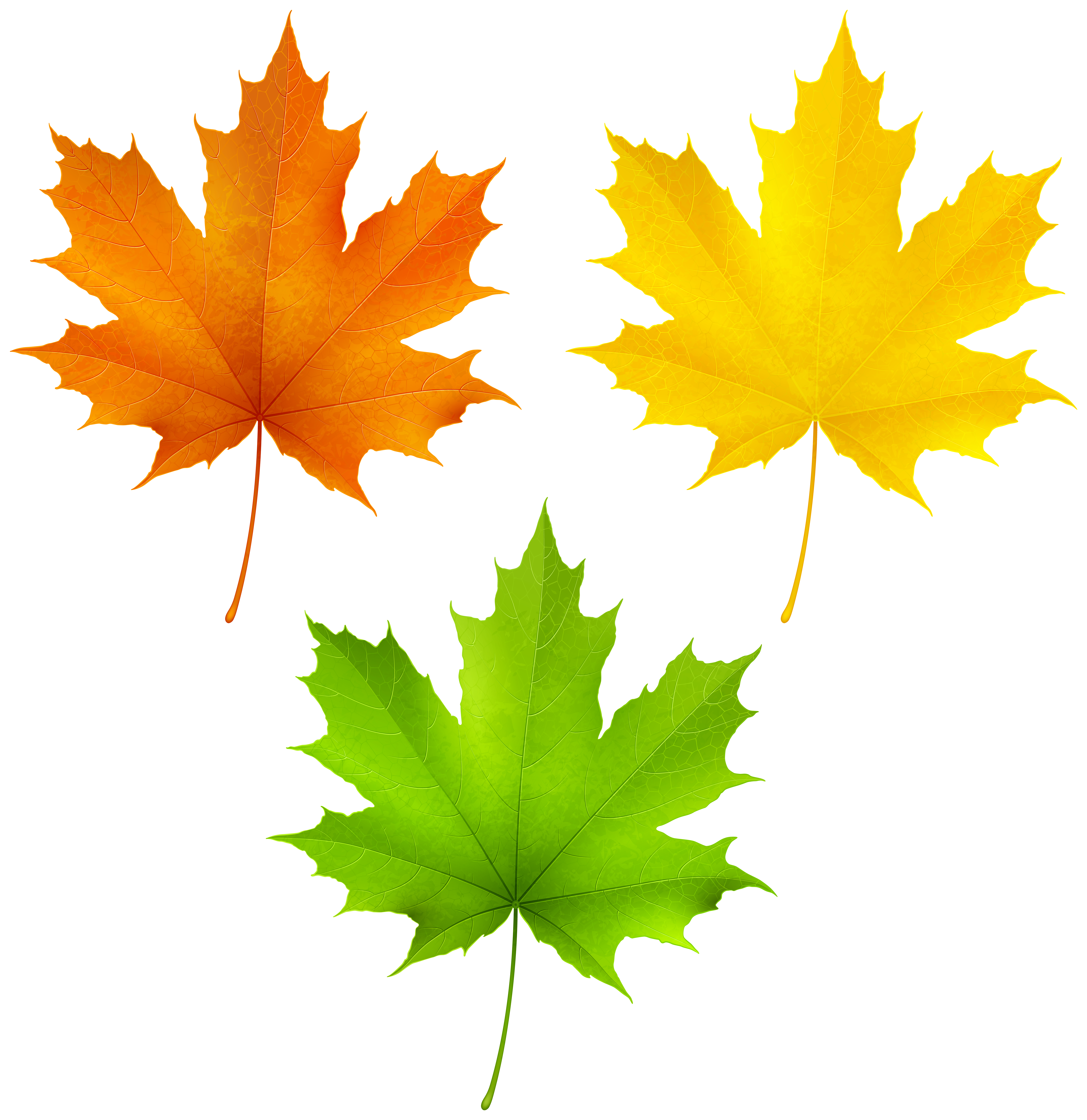 autumn leaf png