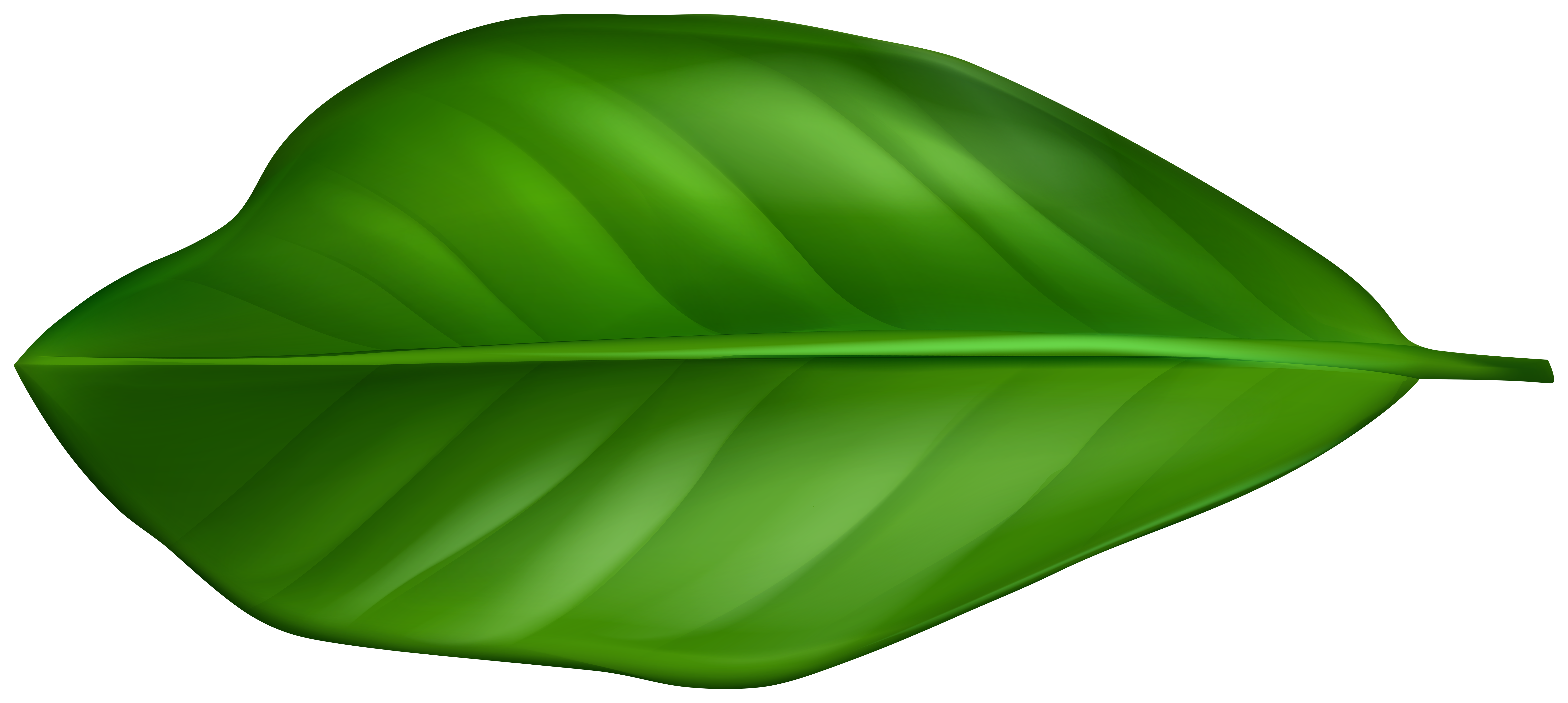 Green Leaf PNG Clipart​  Gallery Yopriceville - High-Quality Free Images  and Transparent PNG Clipart