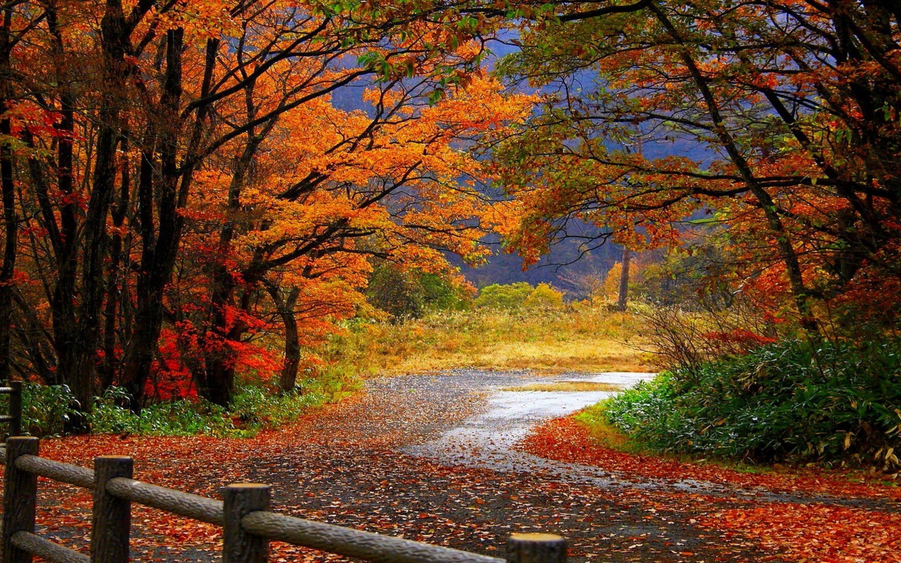 autumn nature wallpaper