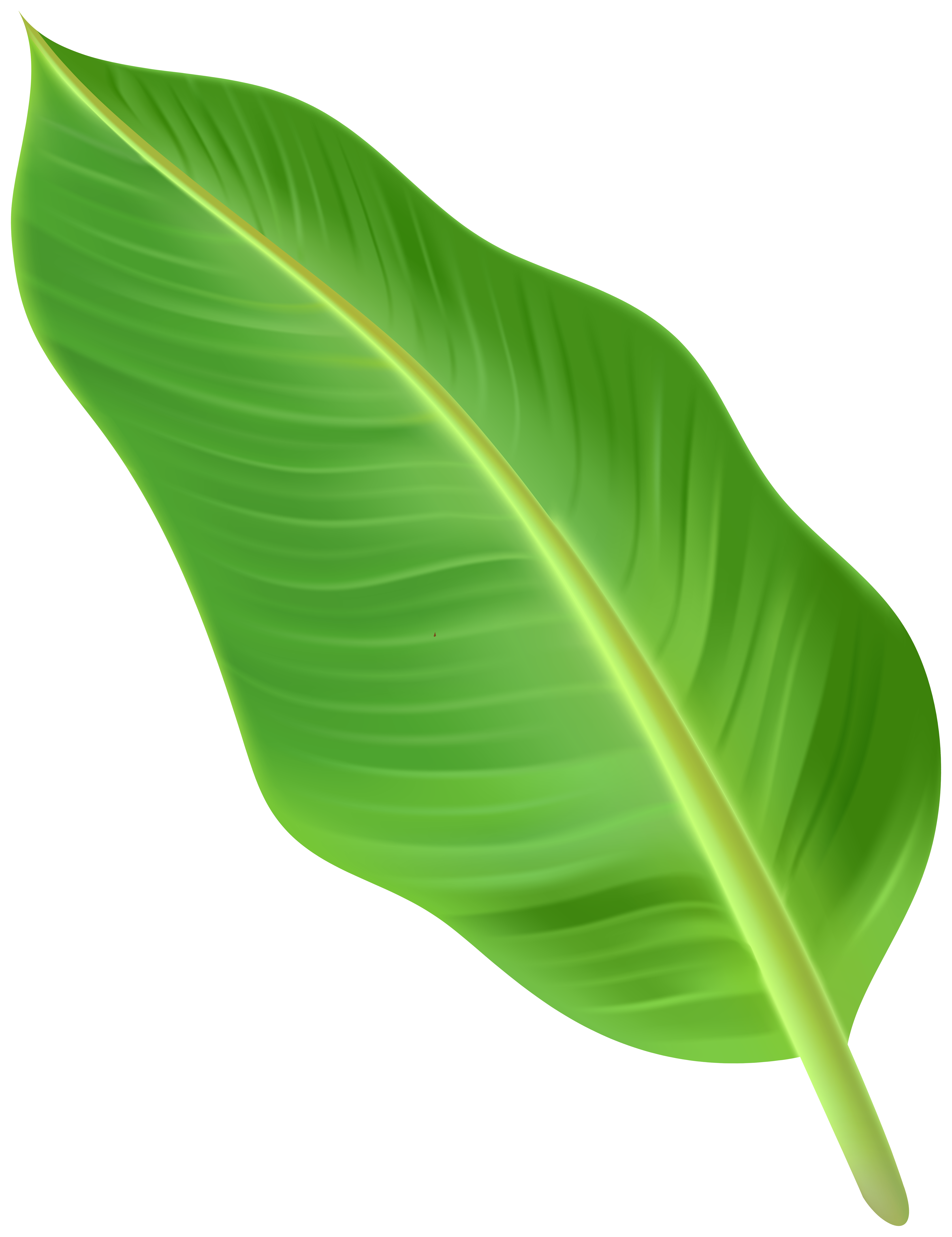 large tropical leaves