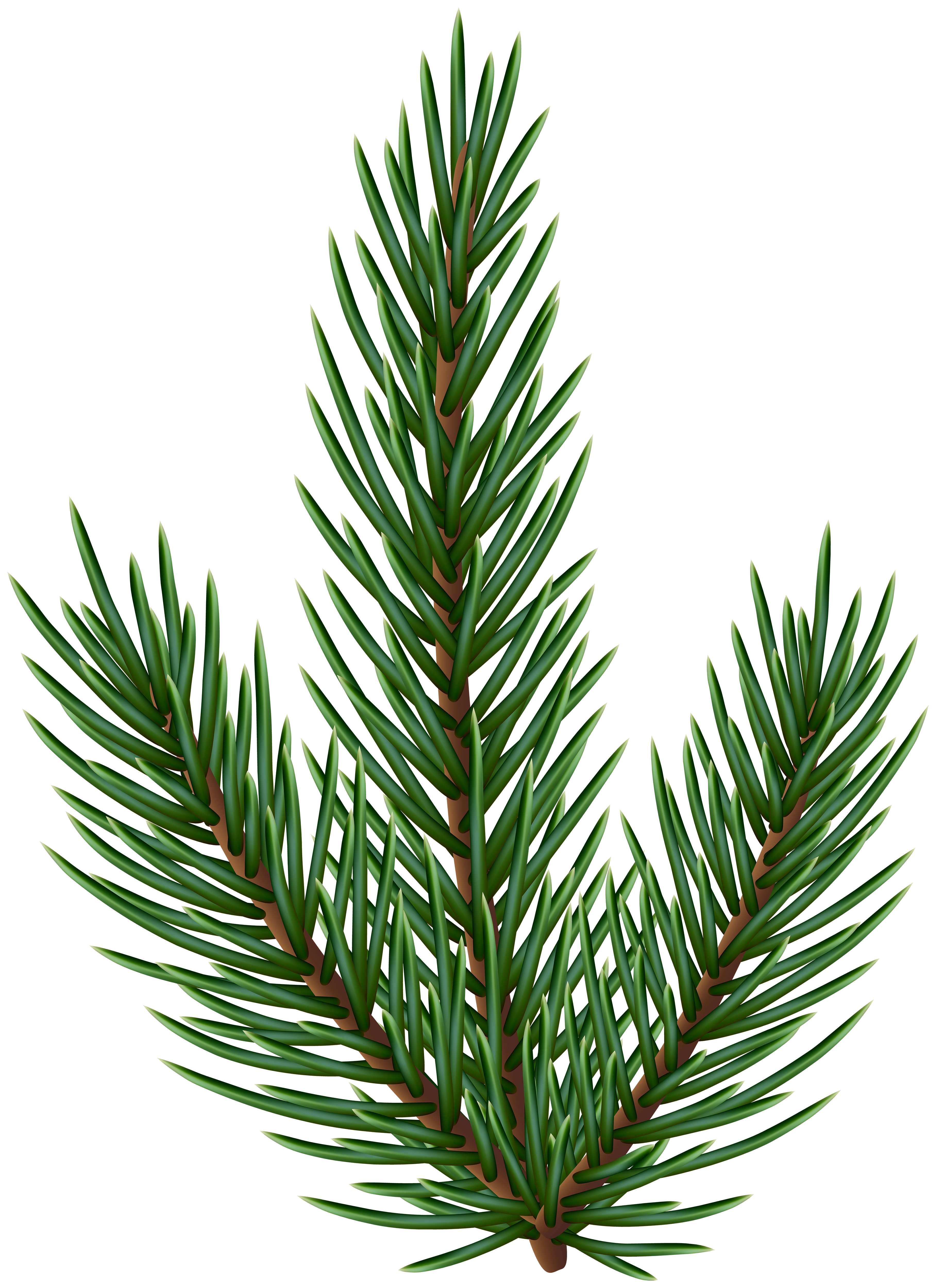 tree branch png