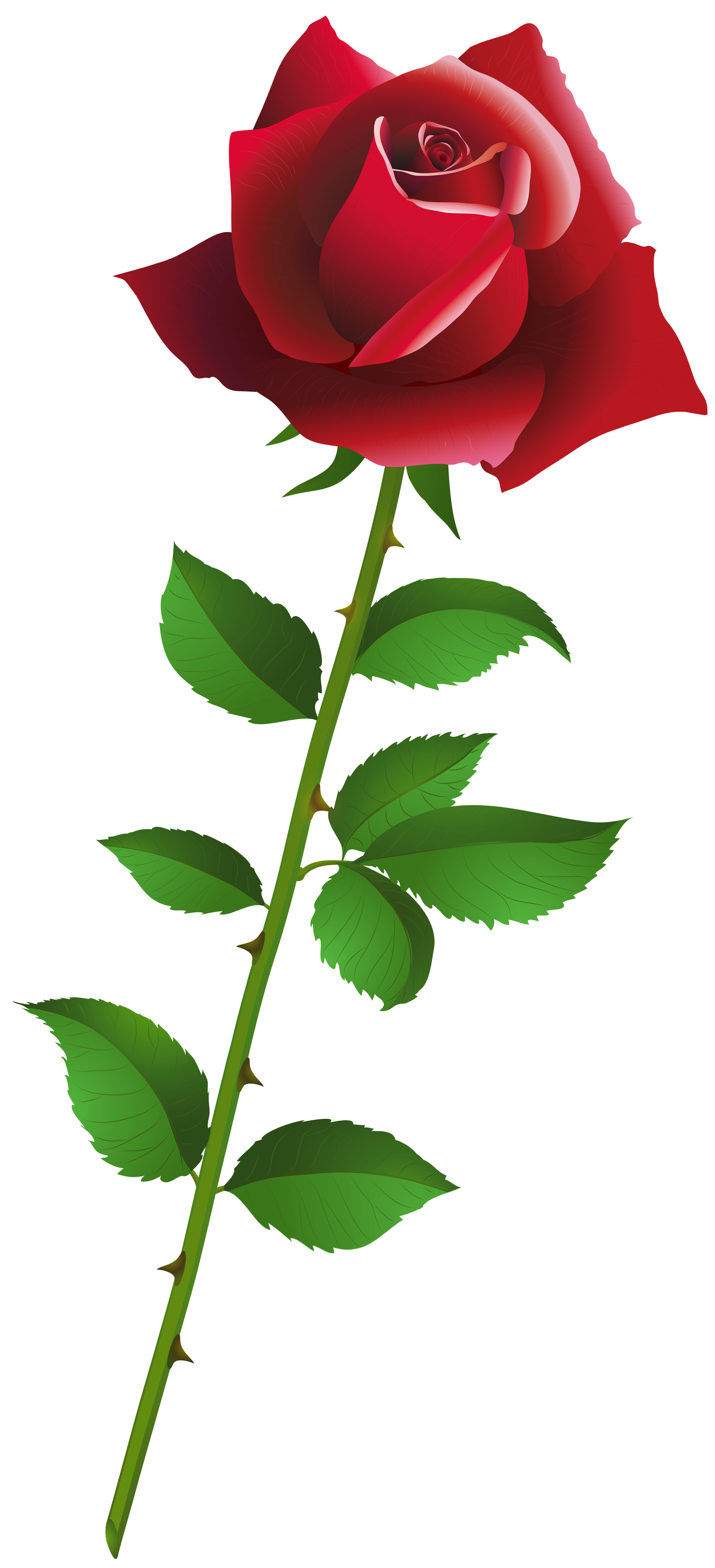 Happy Birthday with Red Rose​  Gallery Yopriceville - High-Quality Free  Images and Transparent PNG Clipart