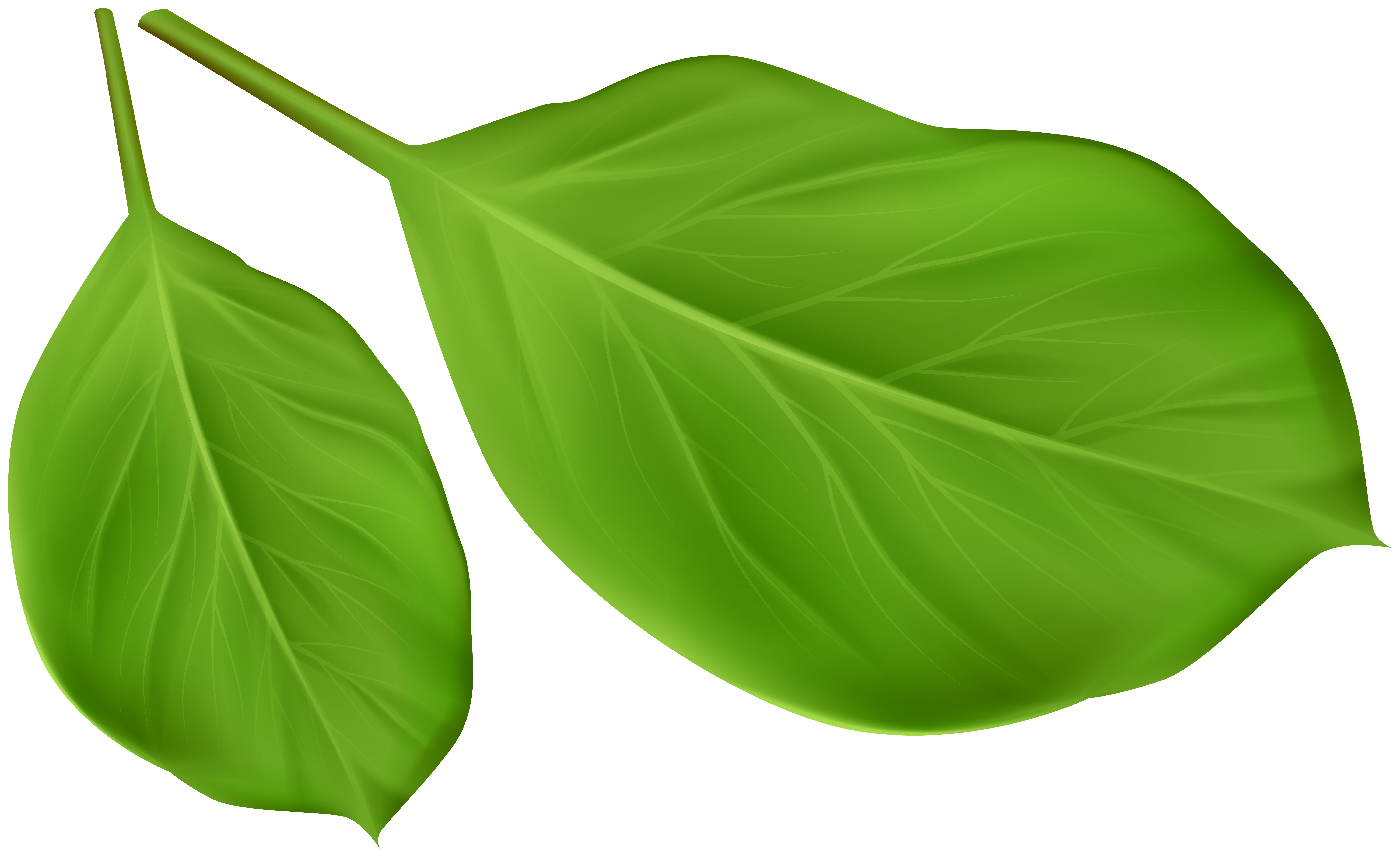 Green Leaves PNG Image​  Gallery Yopriceville - High-Quality Free Images  and Transparent PNG Clipart