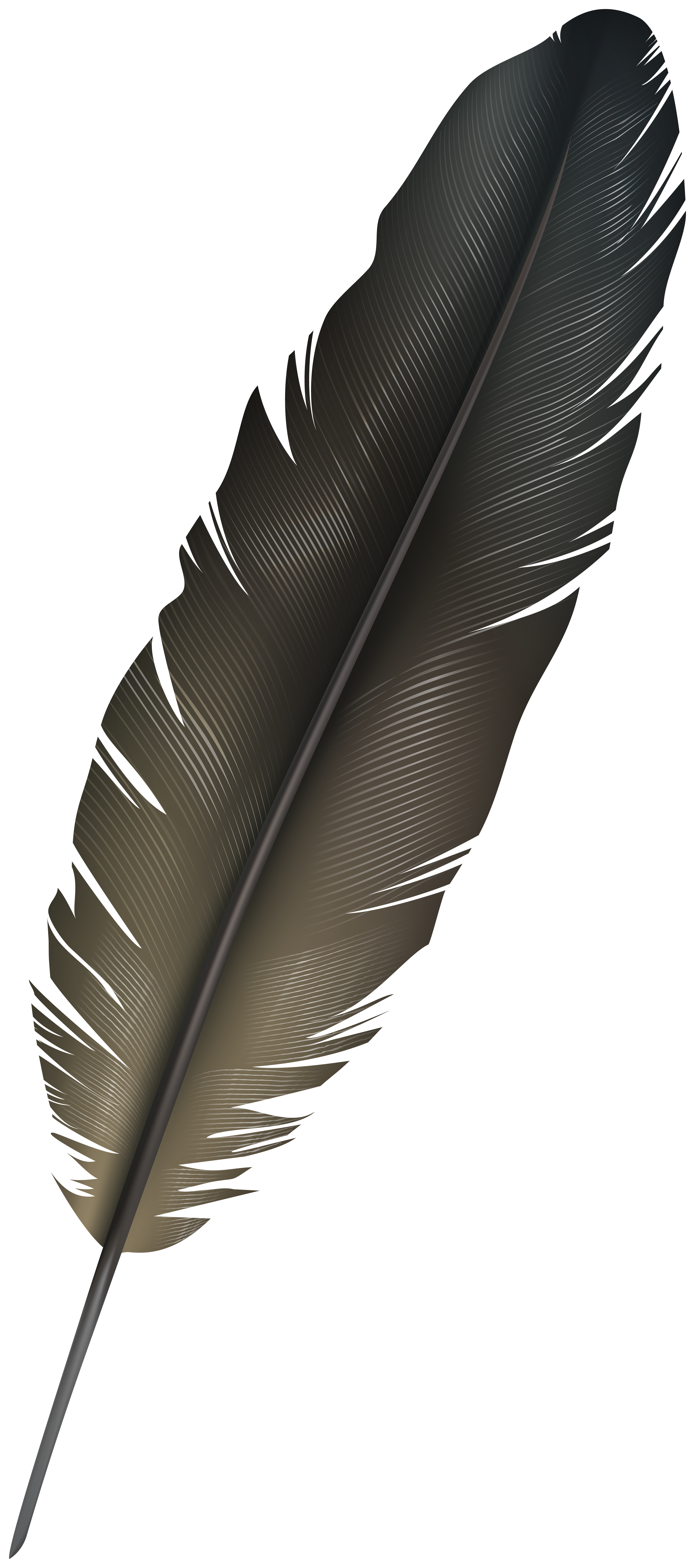 Black Feather Transparent Images