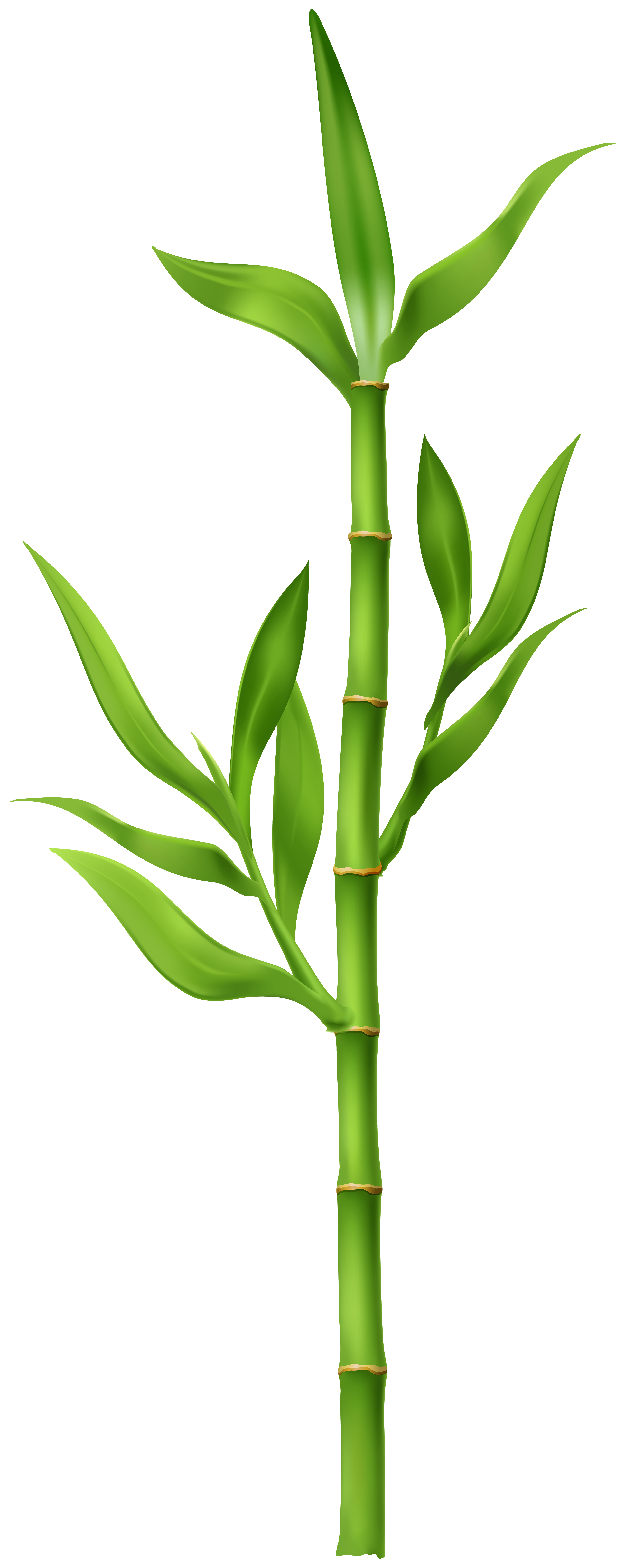 bamboo stalk clipart