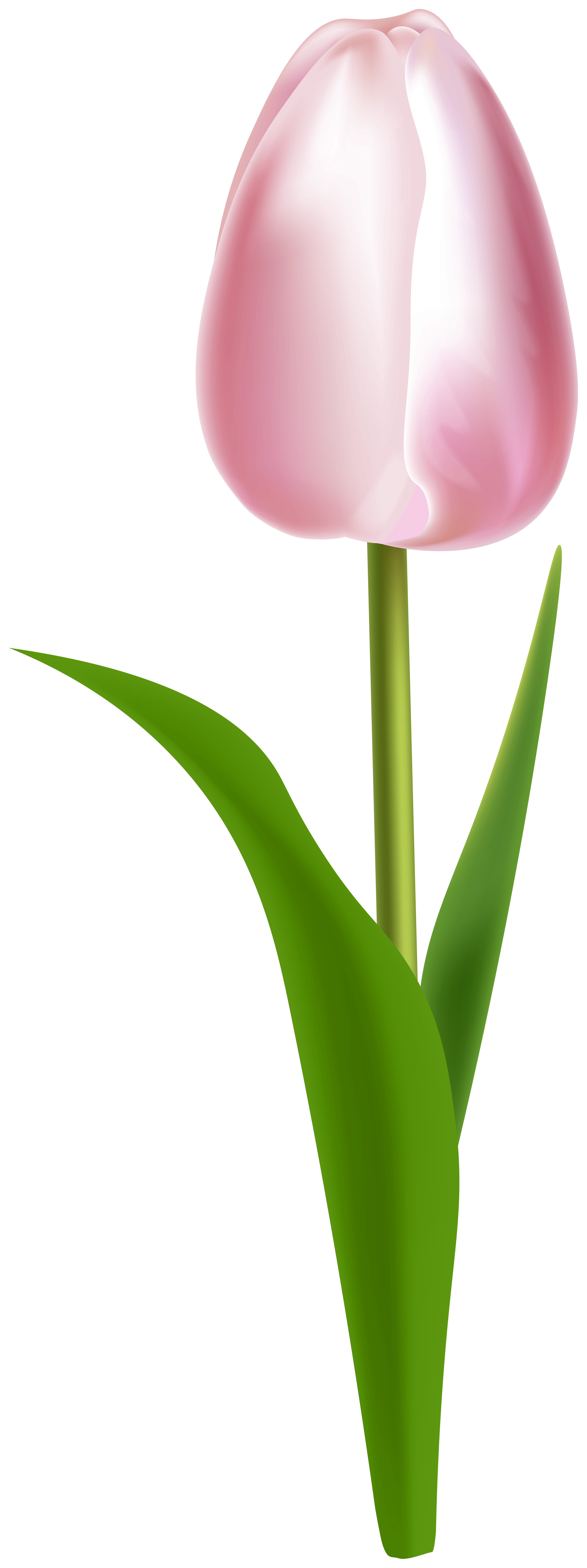 pink tulip clipart