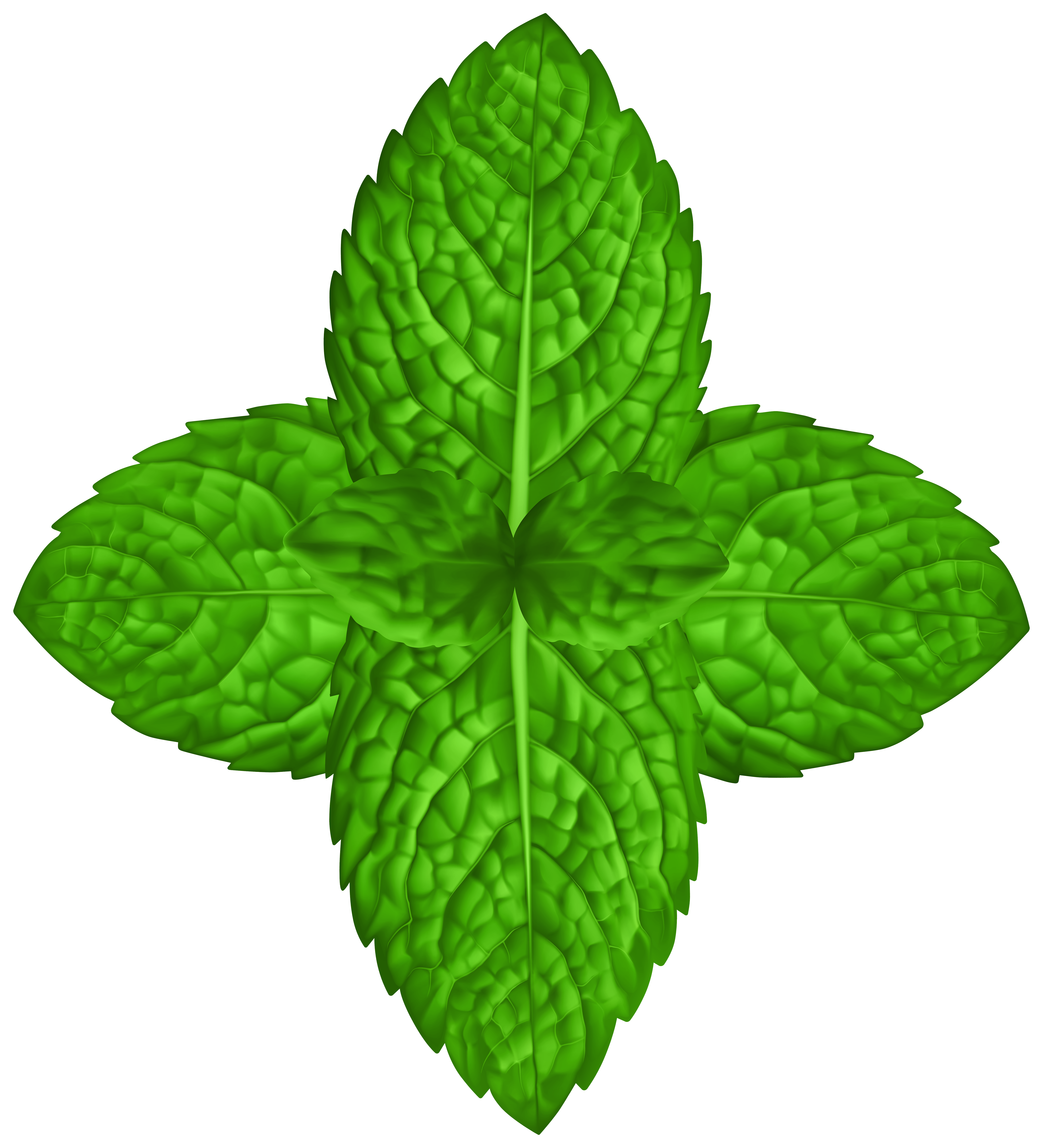 Basil Leaves PNG Clipart Gallery Yopriceville High Quality