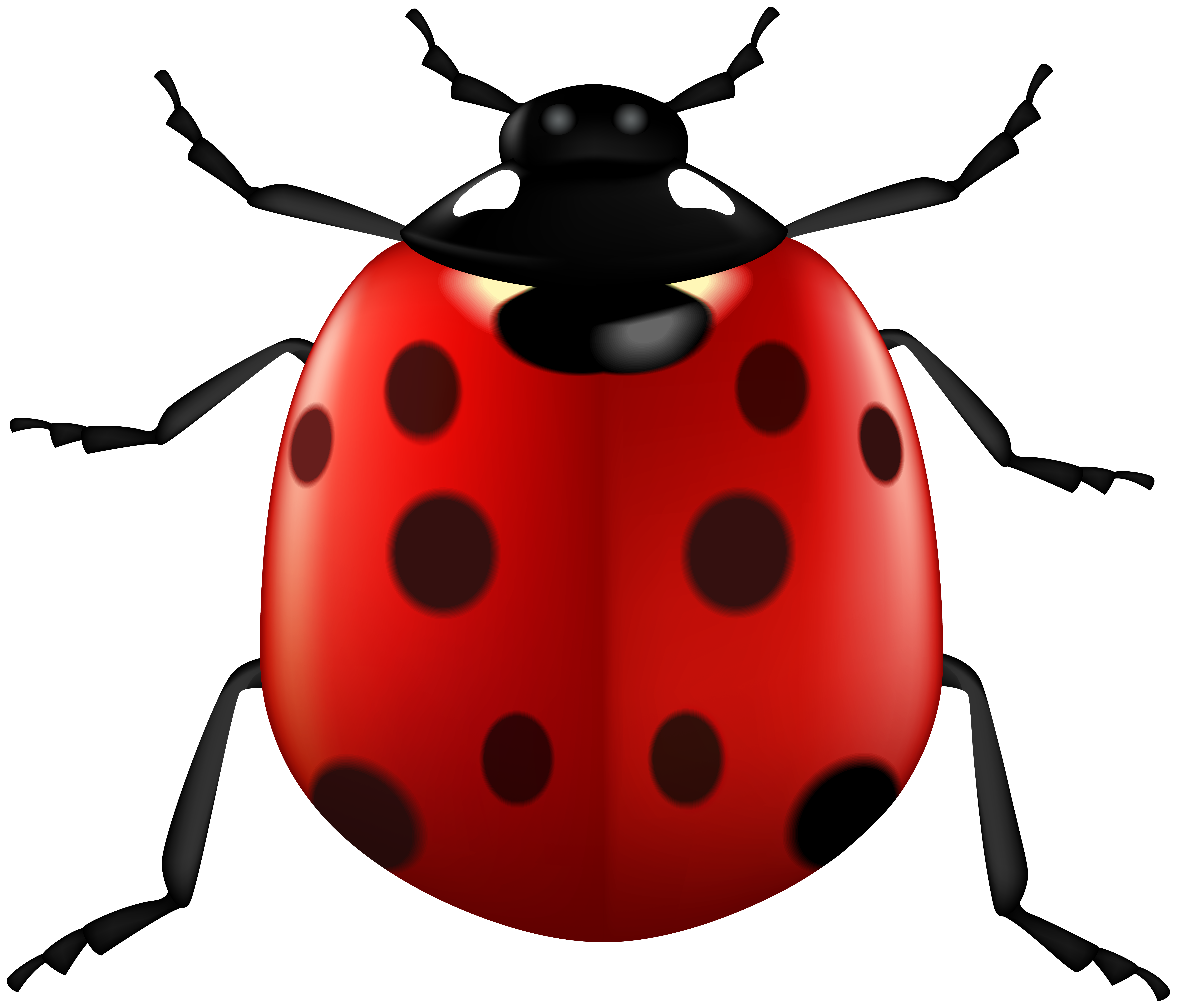 Lady Bug Transparent PNG Clip Art Image​  Gallery Yopriceville -  High-Quality Free Images and Transparent PNG Clipart