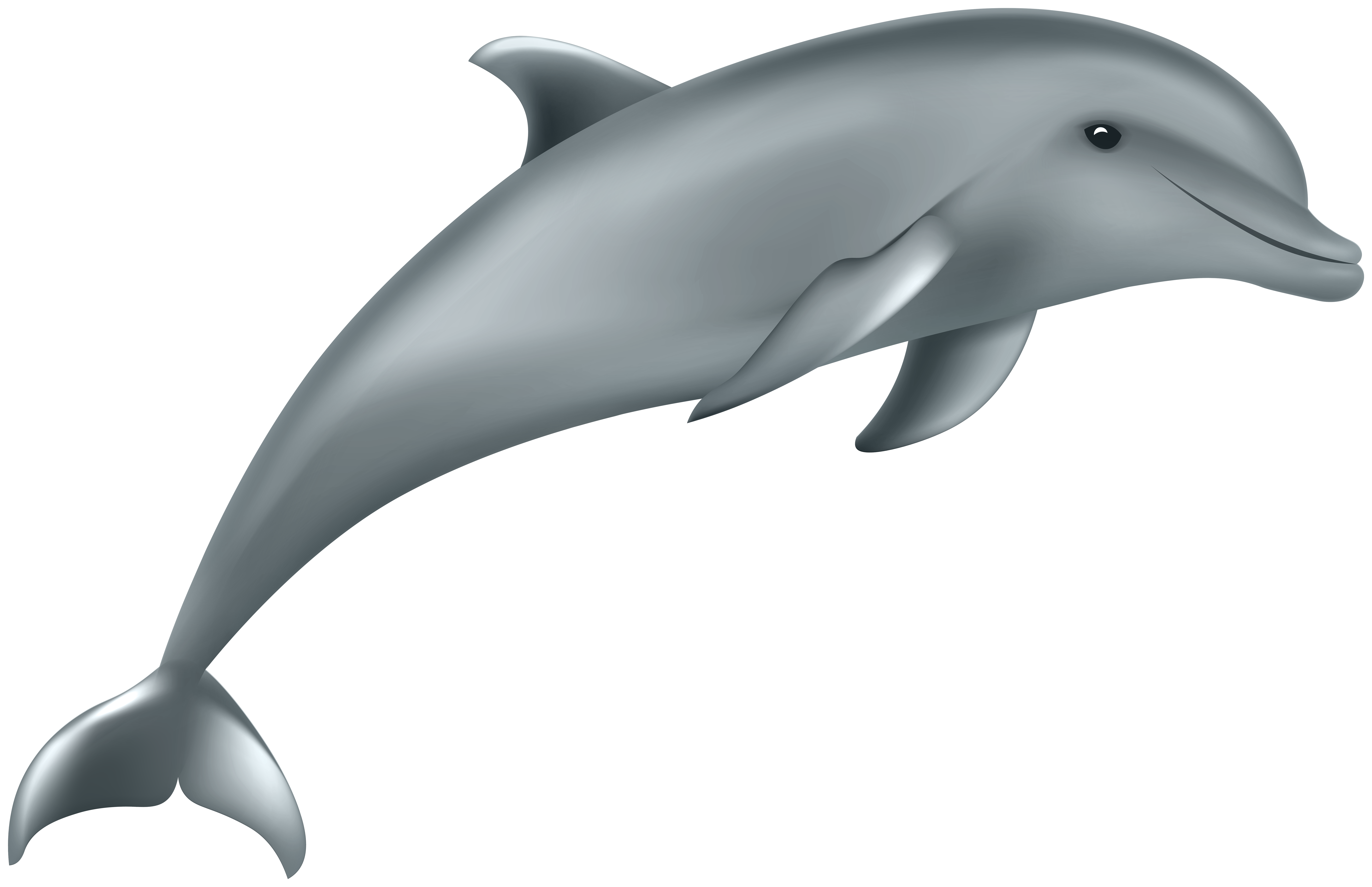 clip art dolphin
