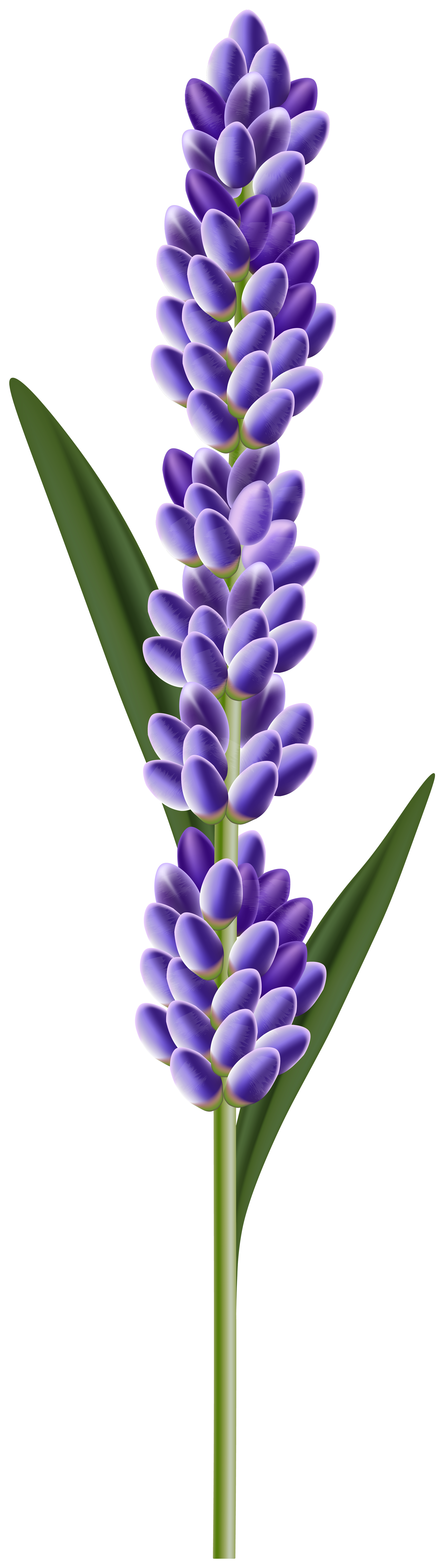 clipart lavender flowers