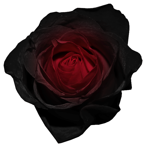 Red And Black Rose Png Picture Gallery Yopriceville High Quality Images And Transparent Png Free Clipart