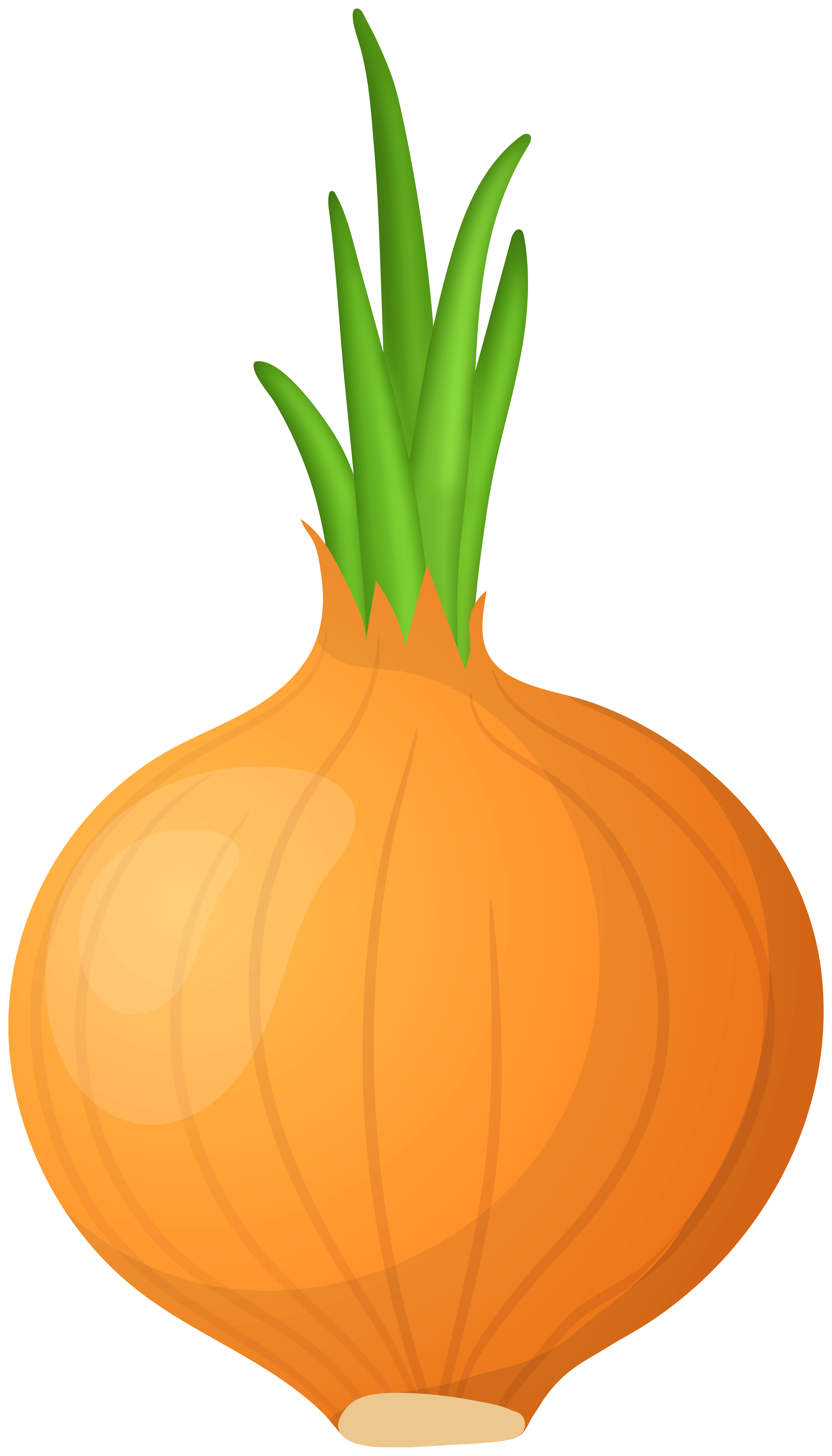 clipart yellow onion