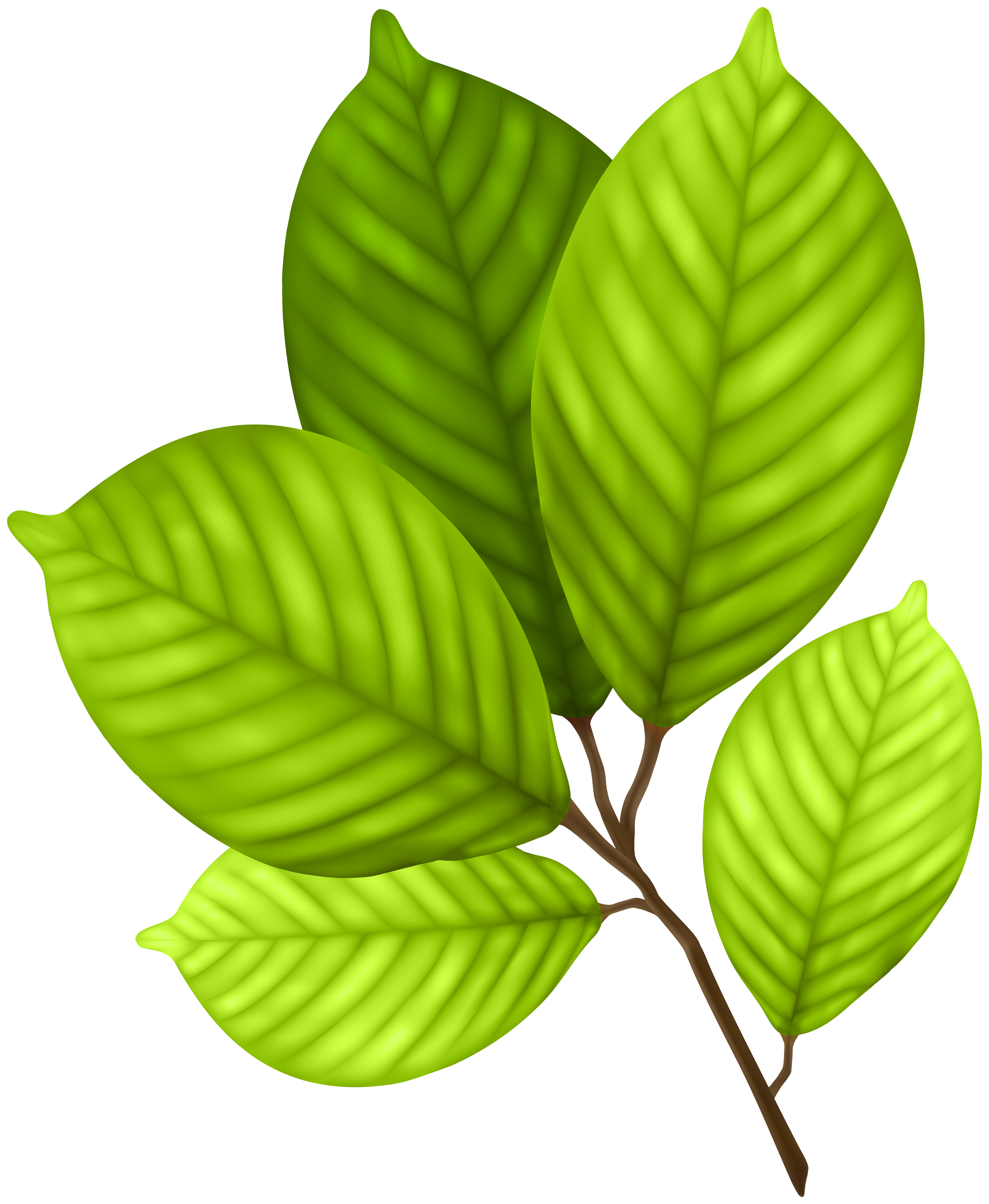 green leaves branch clip art