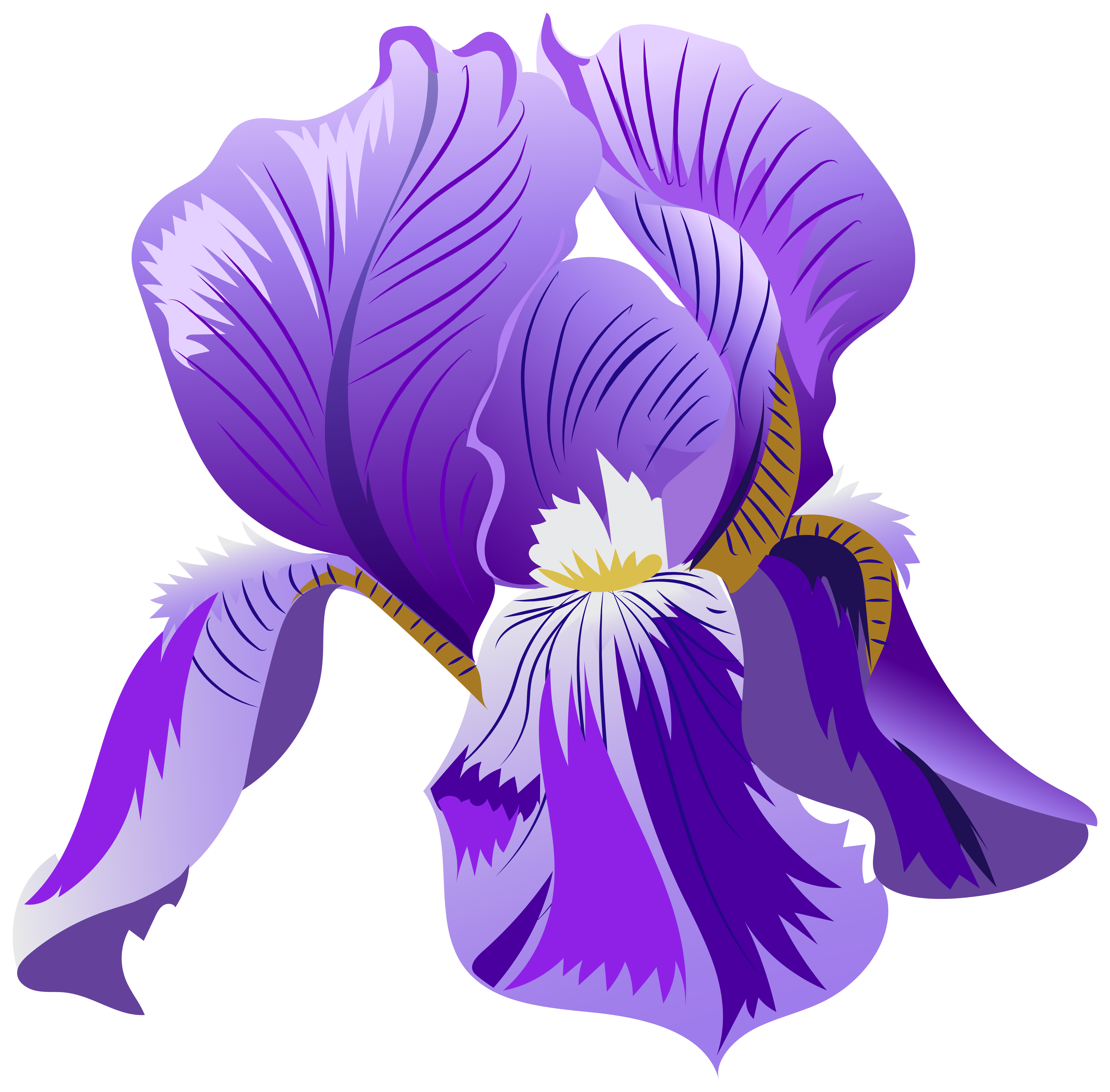 Iris Flower Clipart, Japanese Iris Flower, Purple Flower Digital Download,  Vintage Botanical Illustration Print, Iris Purple Flower PNG JPG 
