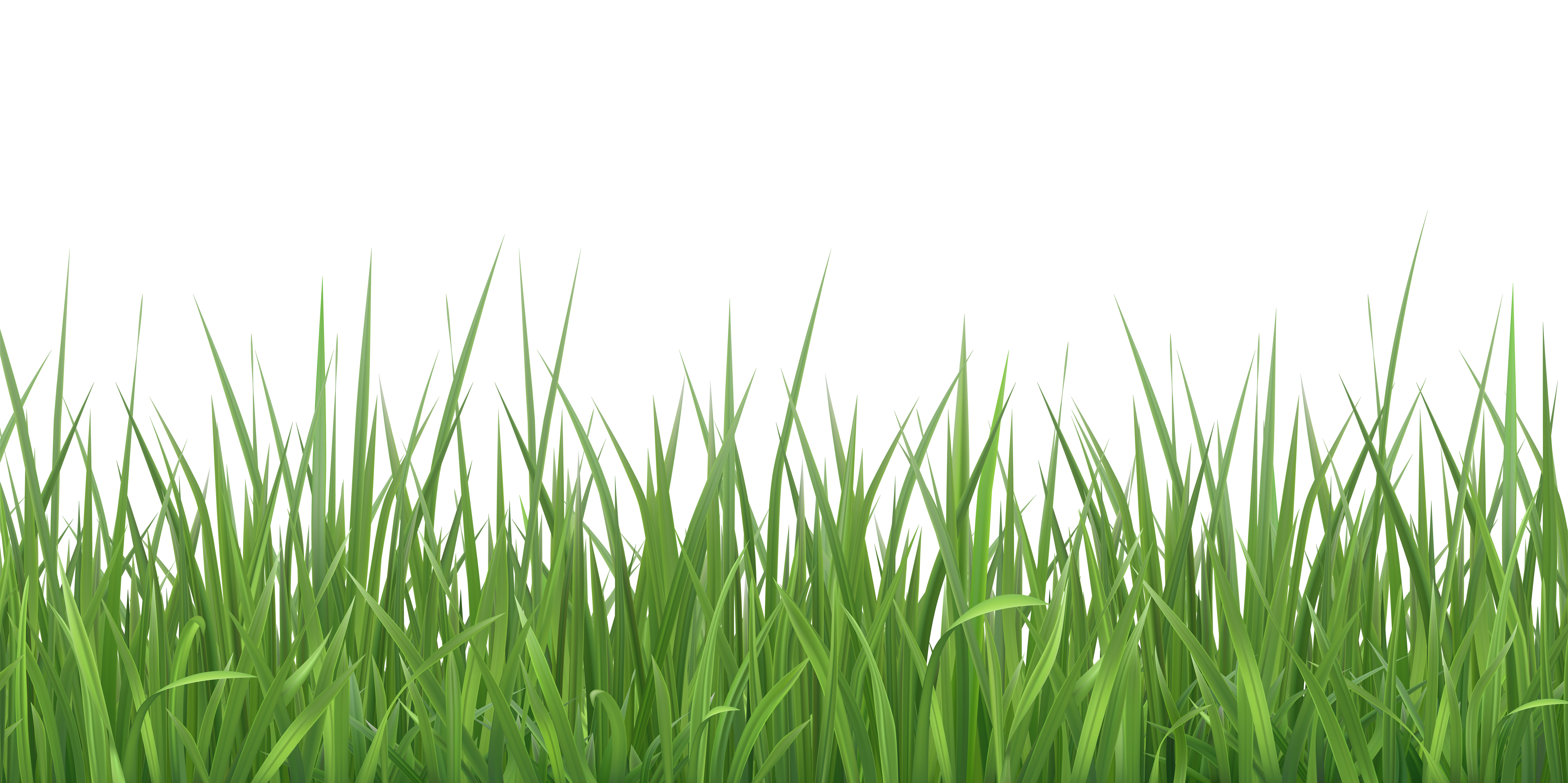 grass transparent background