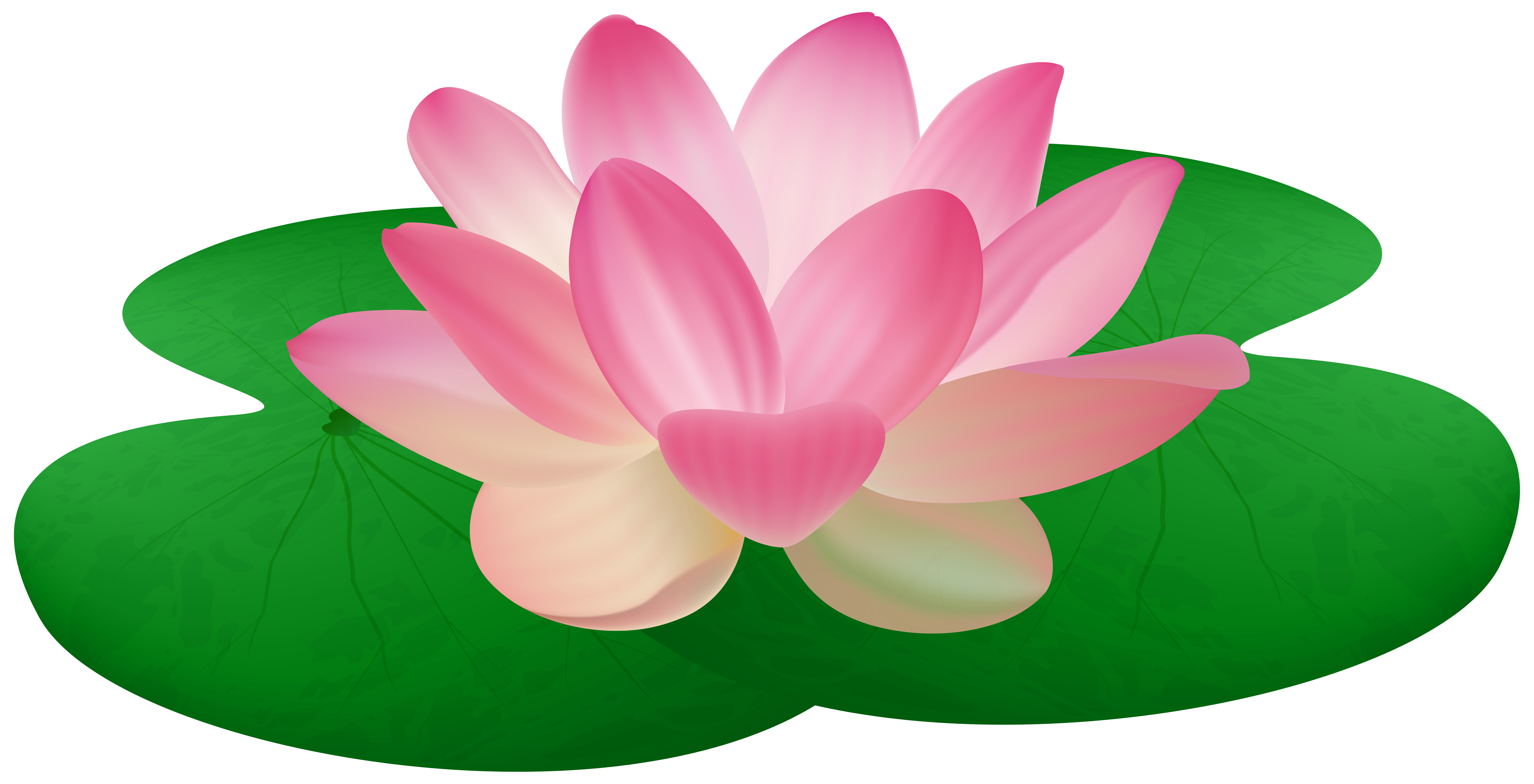 pink water lily clip art