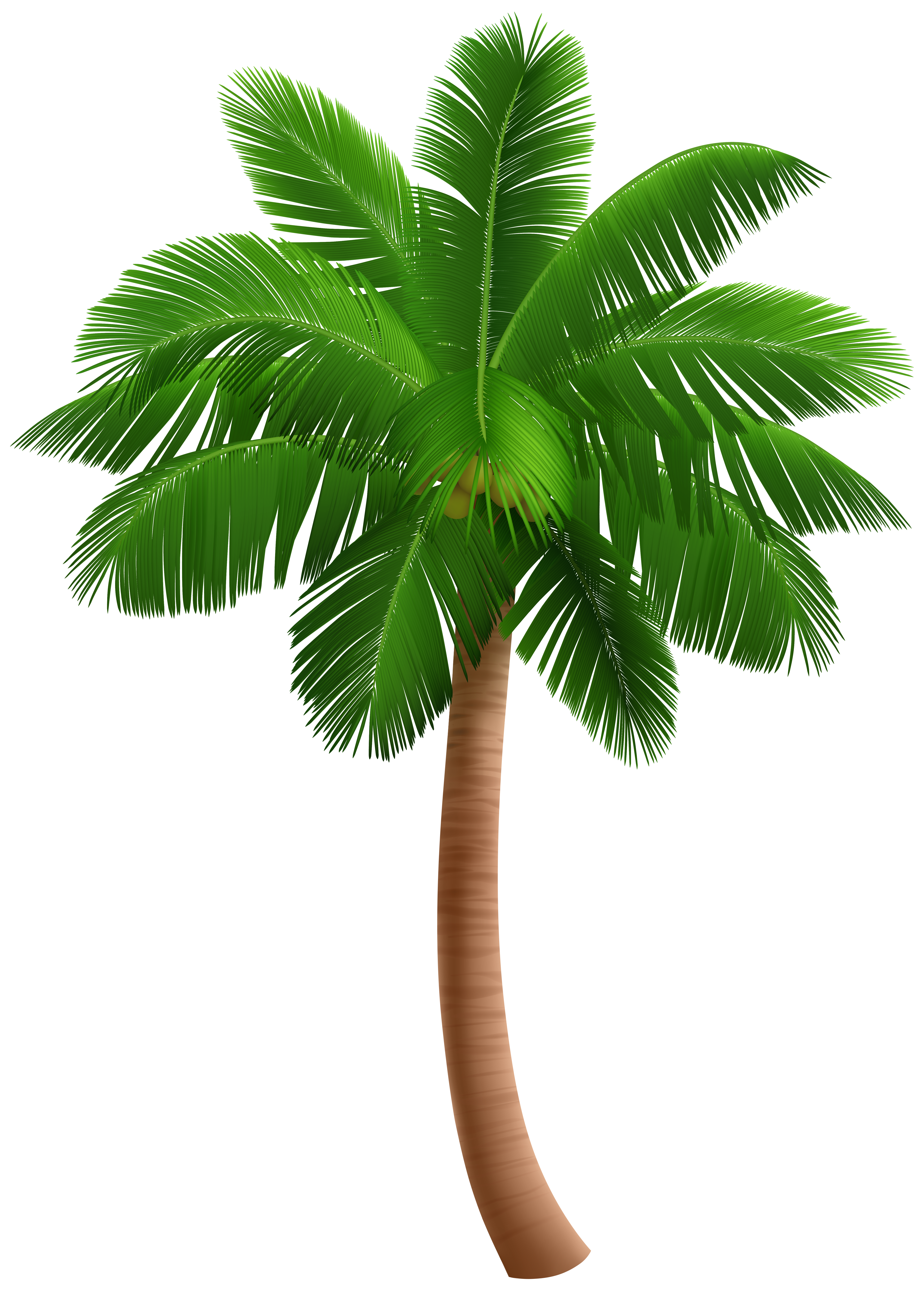 palm tree png