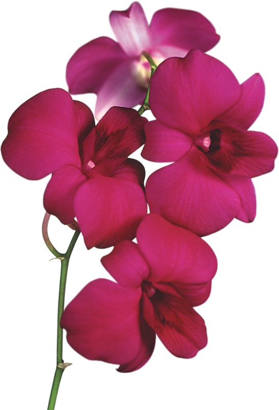 red orchid png