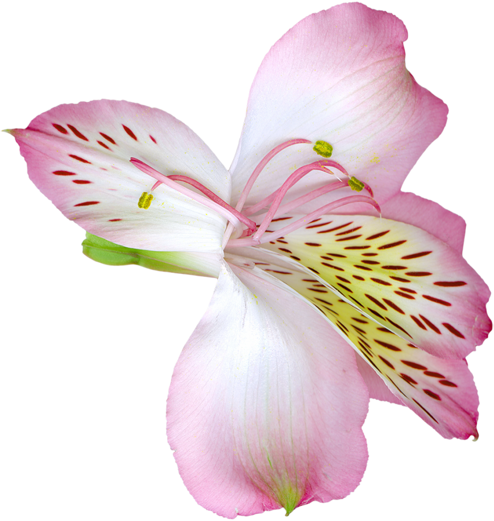 Pink Transparent Lily Flower PNG Clipart​